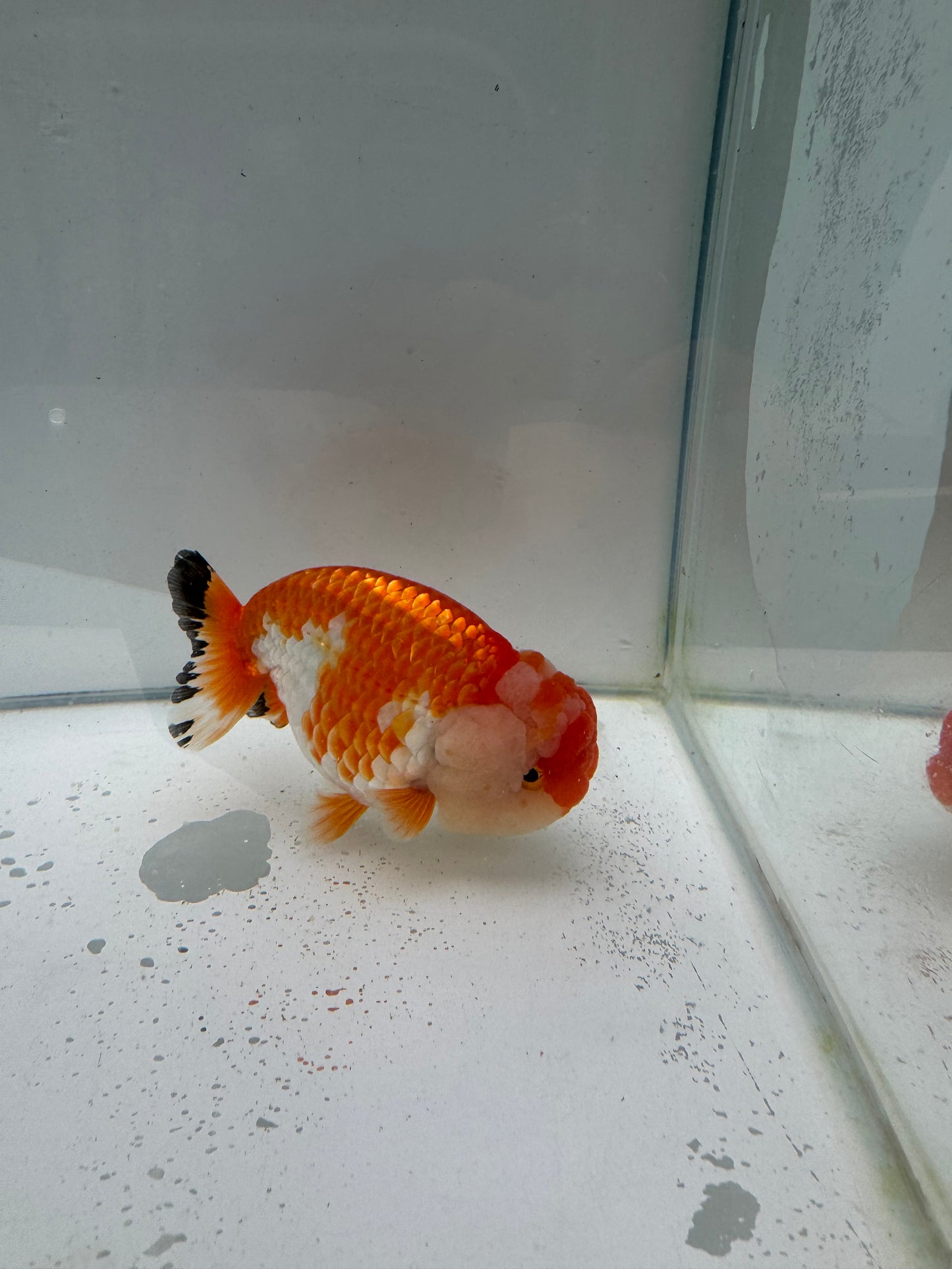 Red&white Ranchu.  WVF043