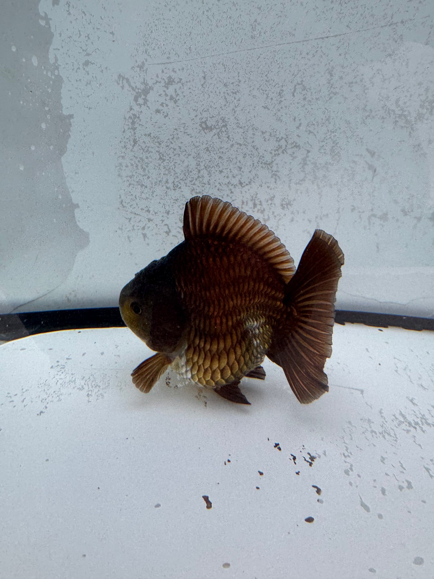 Ochiba Oranda direct from Jack Shogun. WVF465