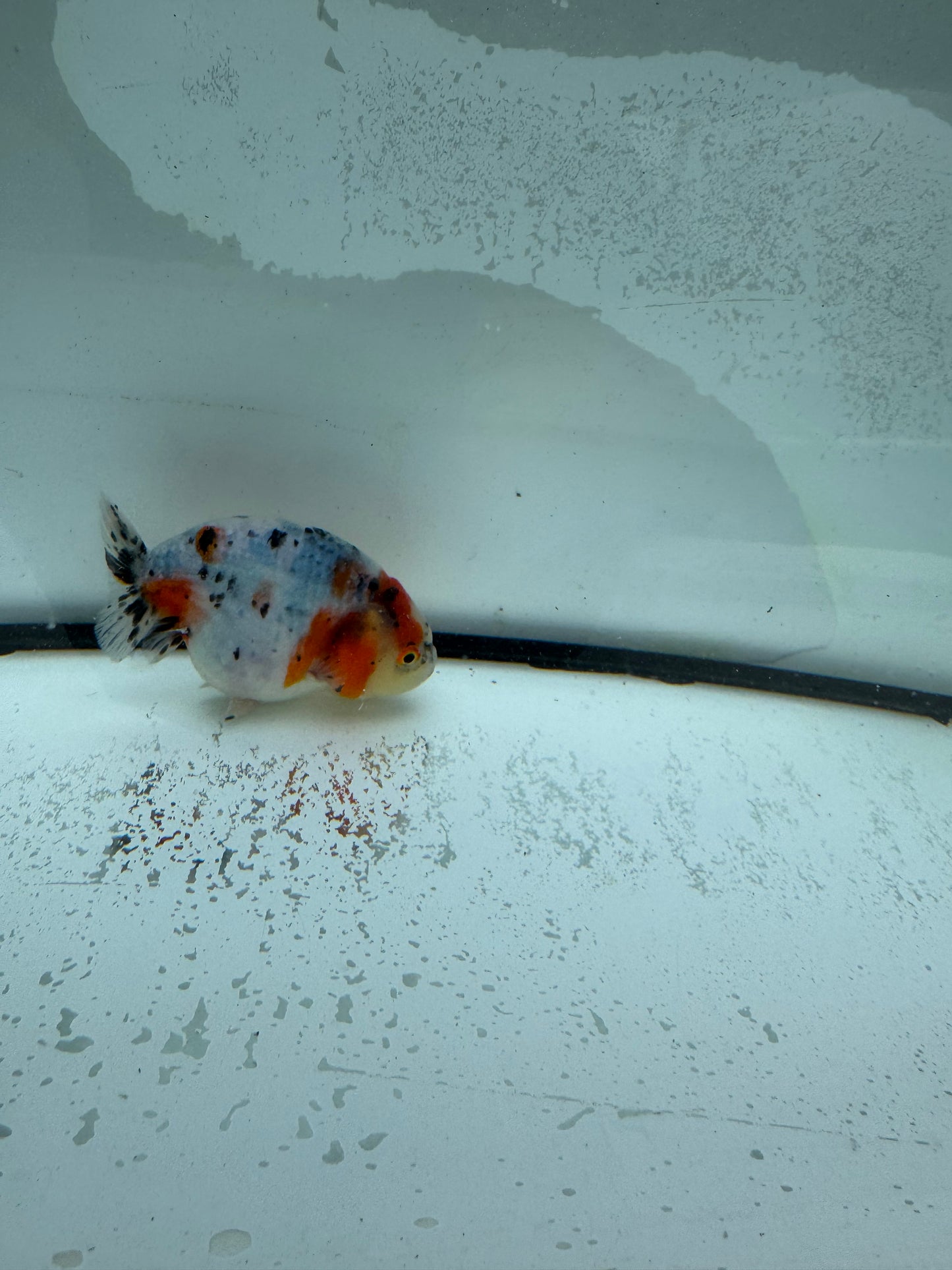 Calico Ranchu. WVF984