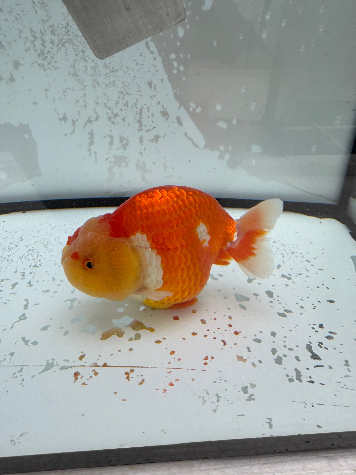 Red&white Ranchu. WVF1114