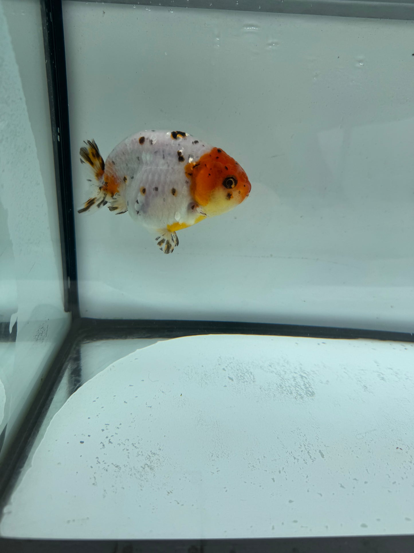 Calico Ranchu.  WVF957