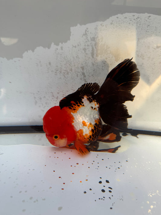 Tricolour Oranda. WVF404