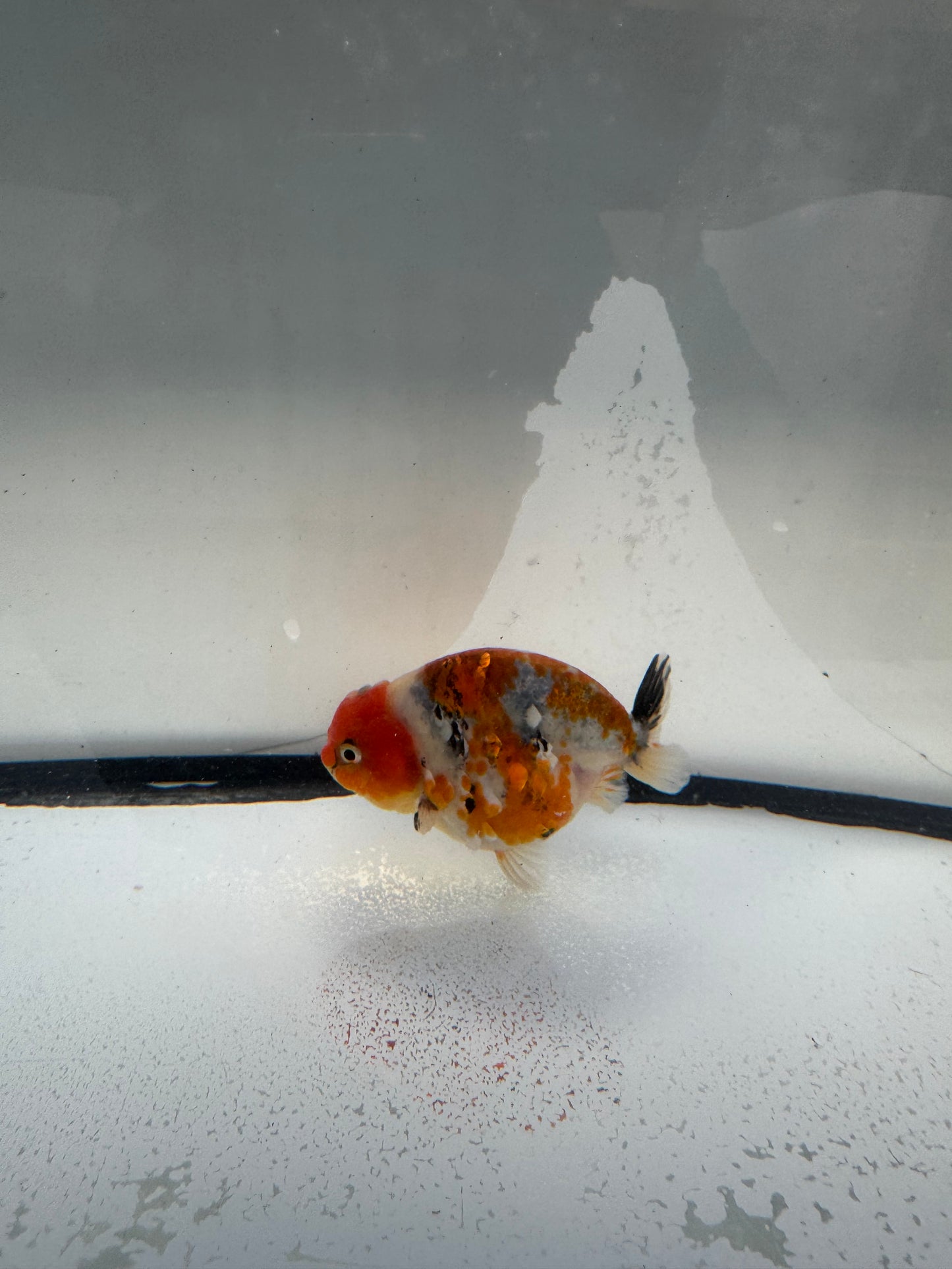 Calico Ranchu.  WVF1081