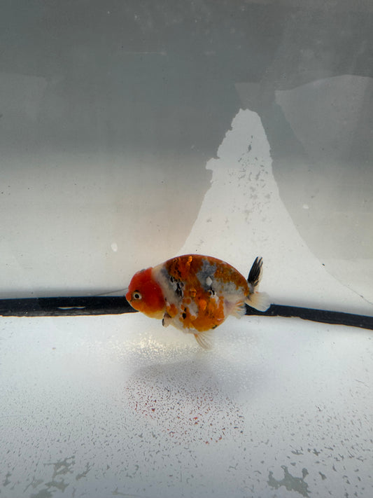 Calico Ranchu.  WVF1081