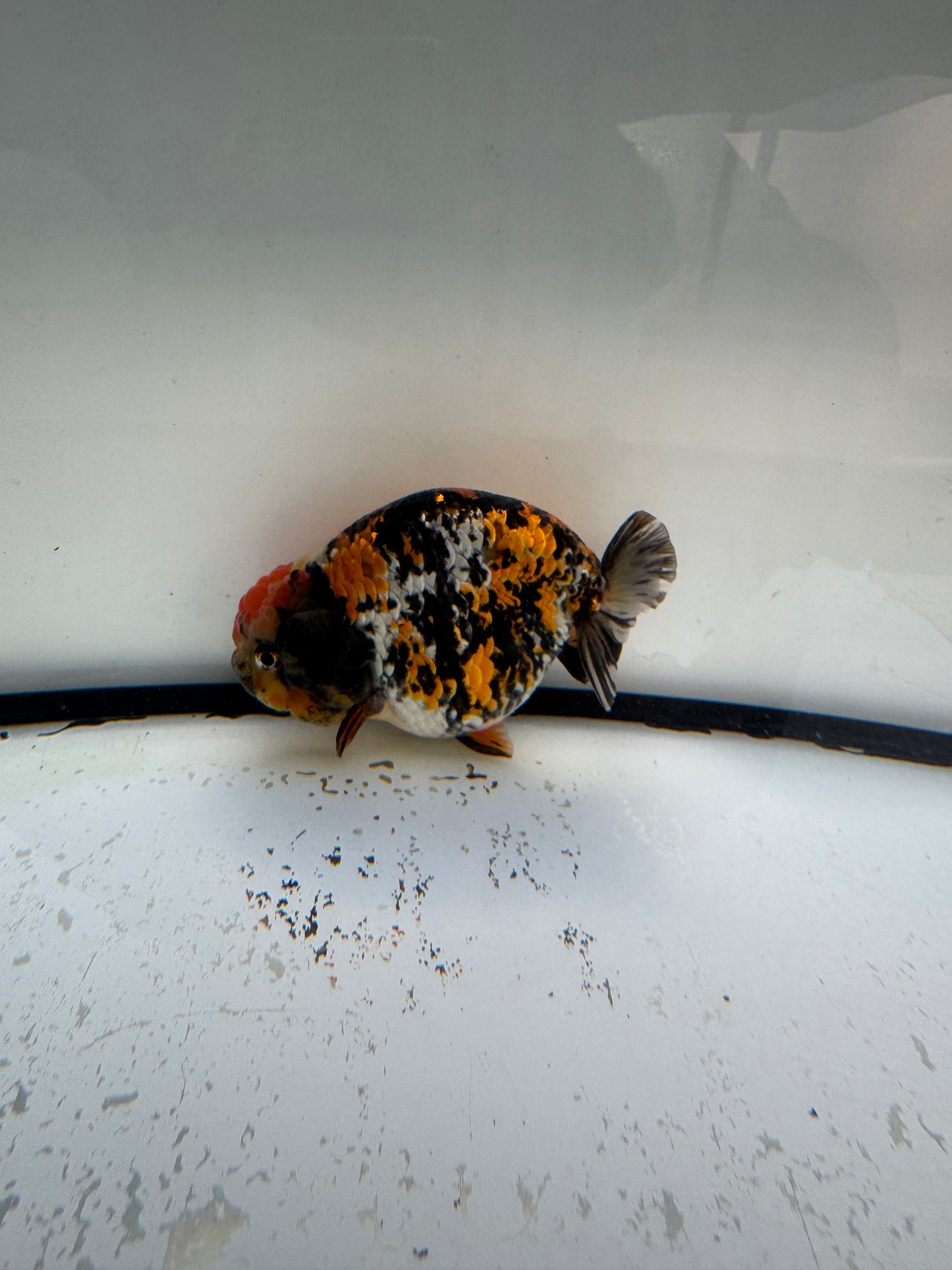 Metalic calico Ranchu. WVF1071