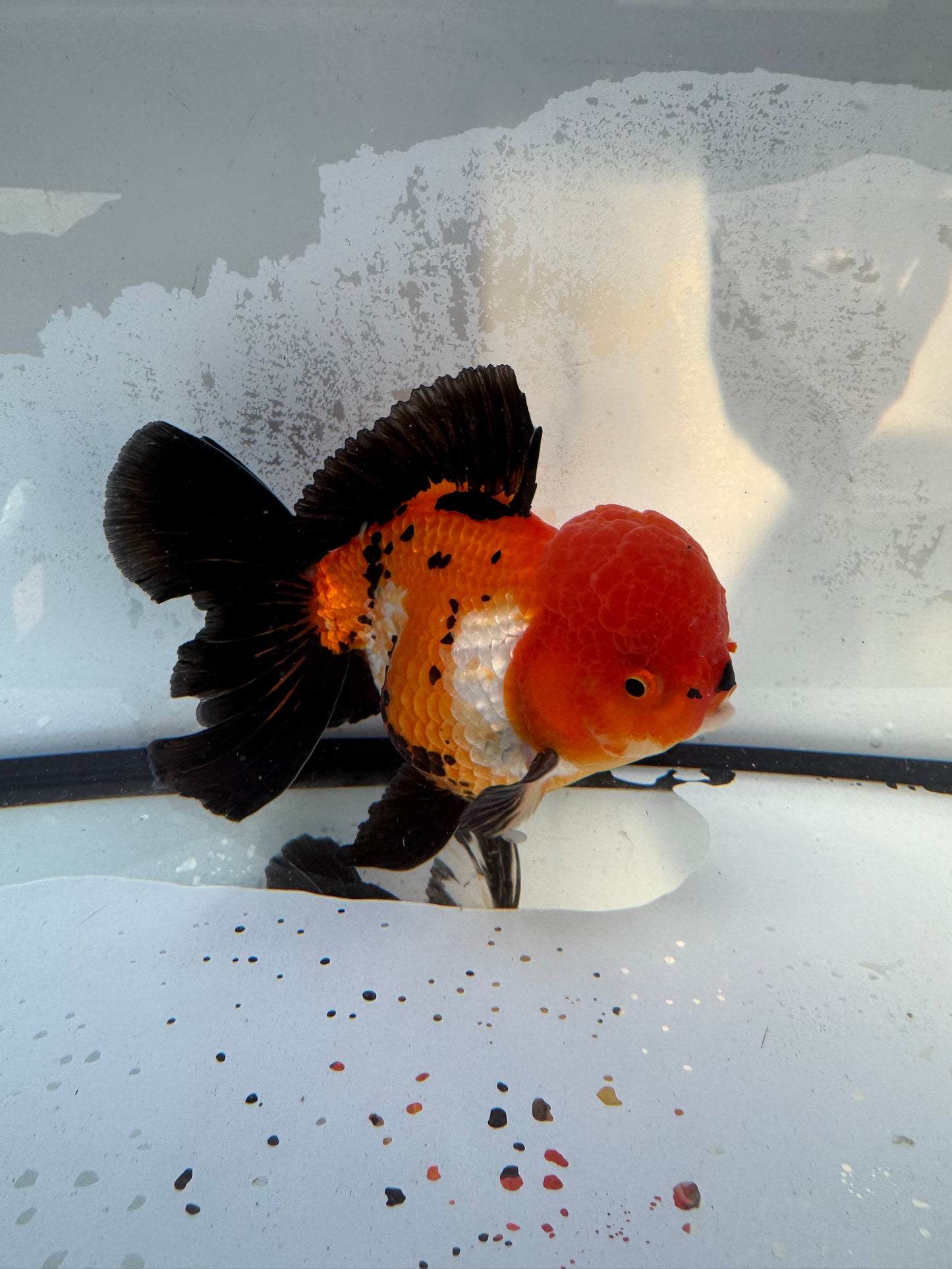 Tricolour Oranda. WVF405
