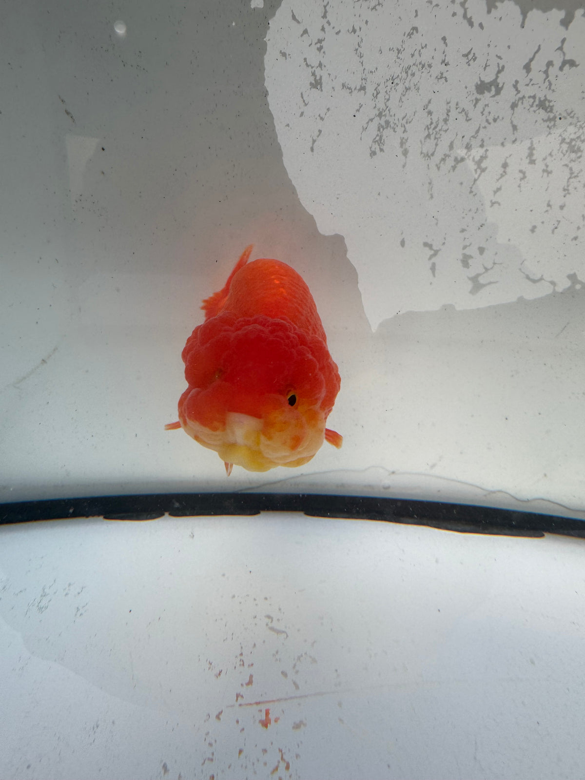 Red Ranchu. WVF1216