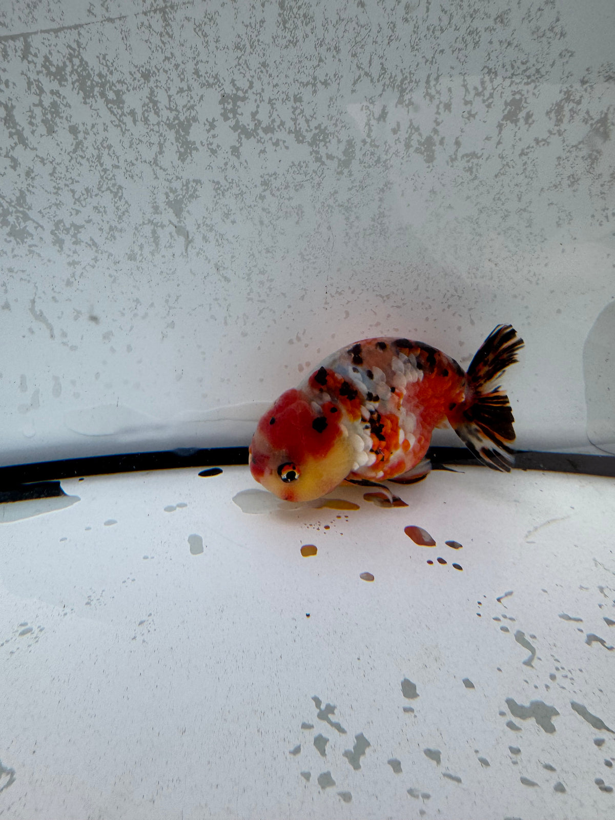 Calico Ranchu. WVF1255