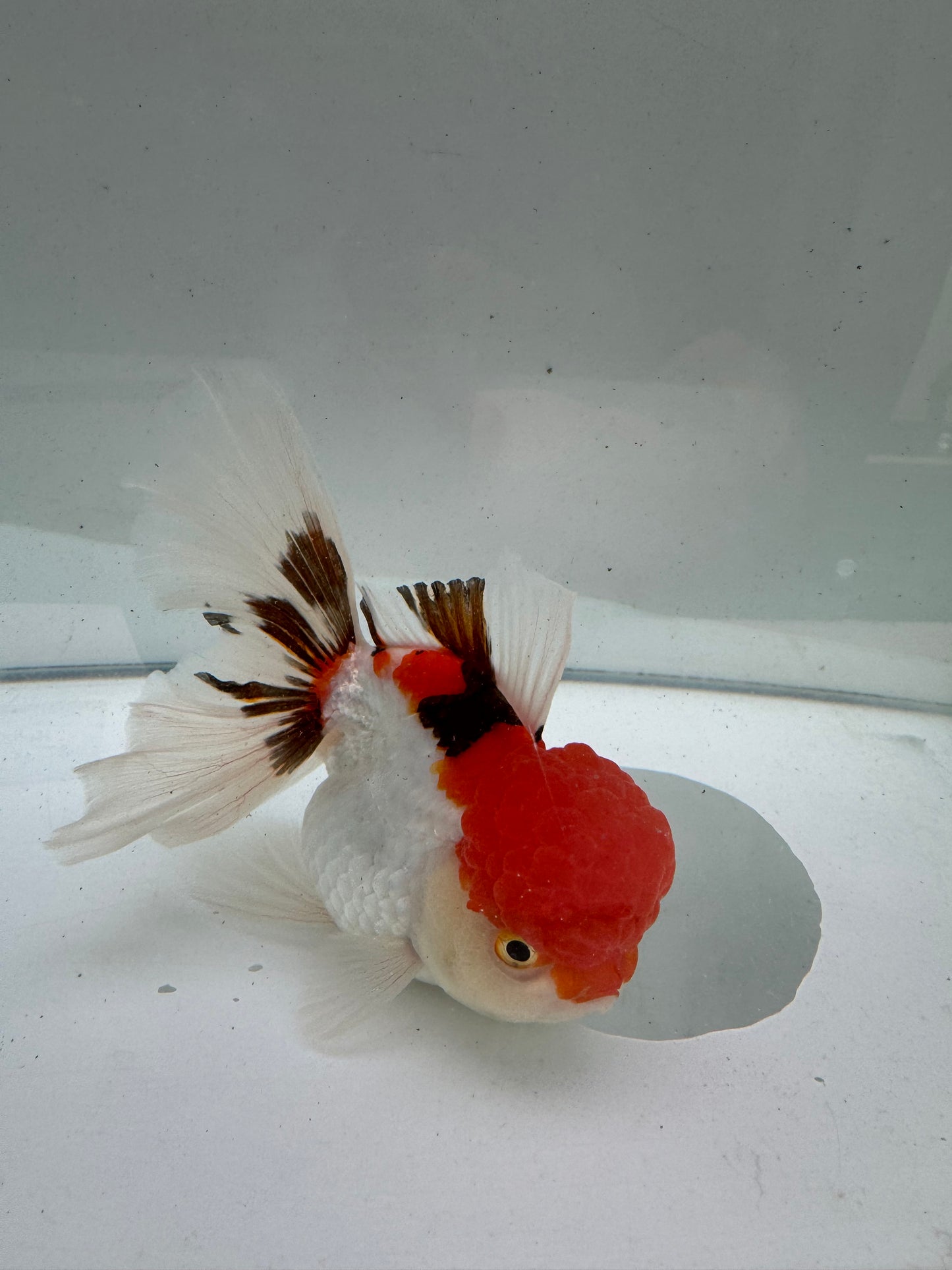 Tricolour Oranda.  WVF104