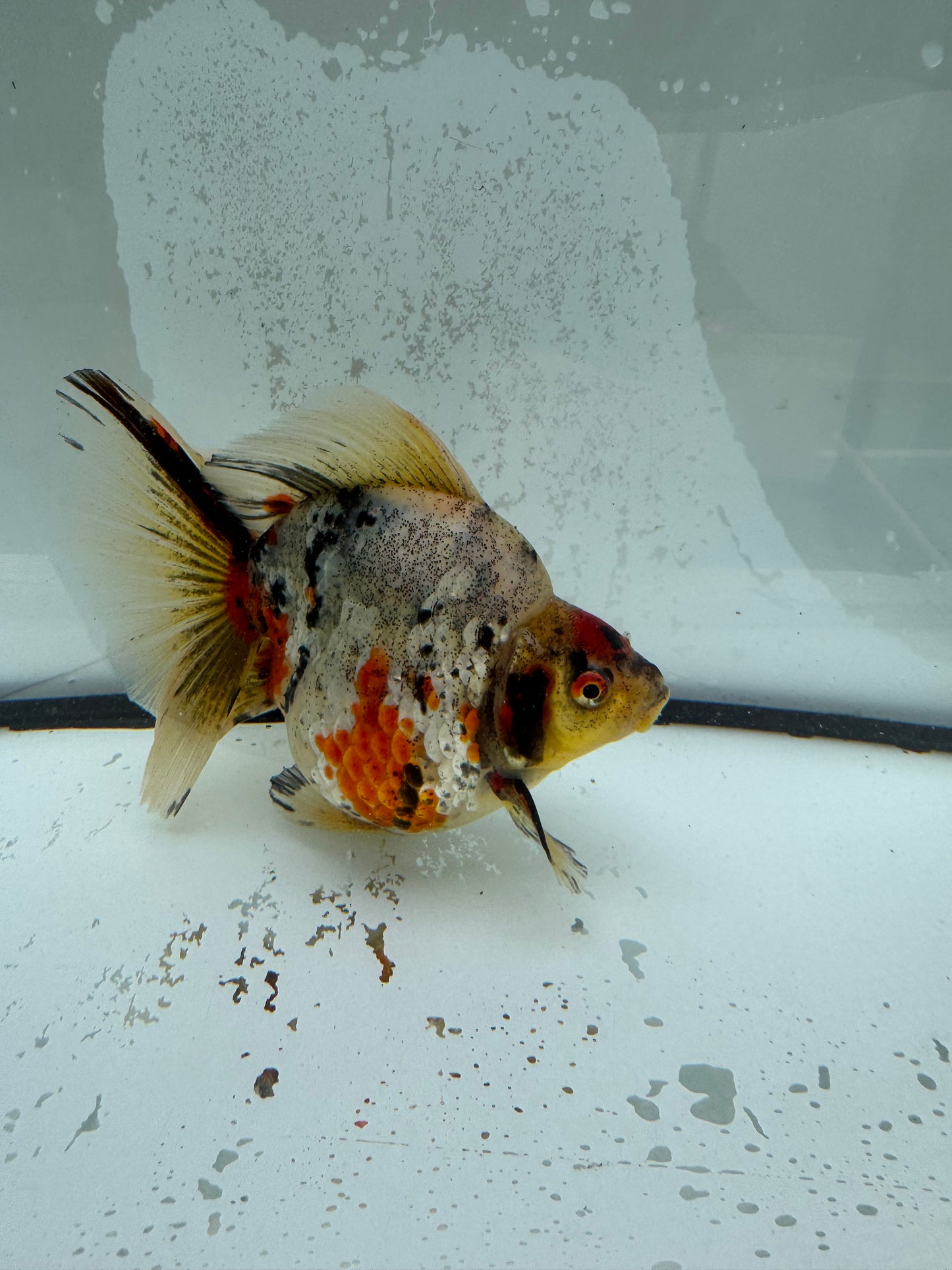 Calico broadtail Ryukin. WVF1125