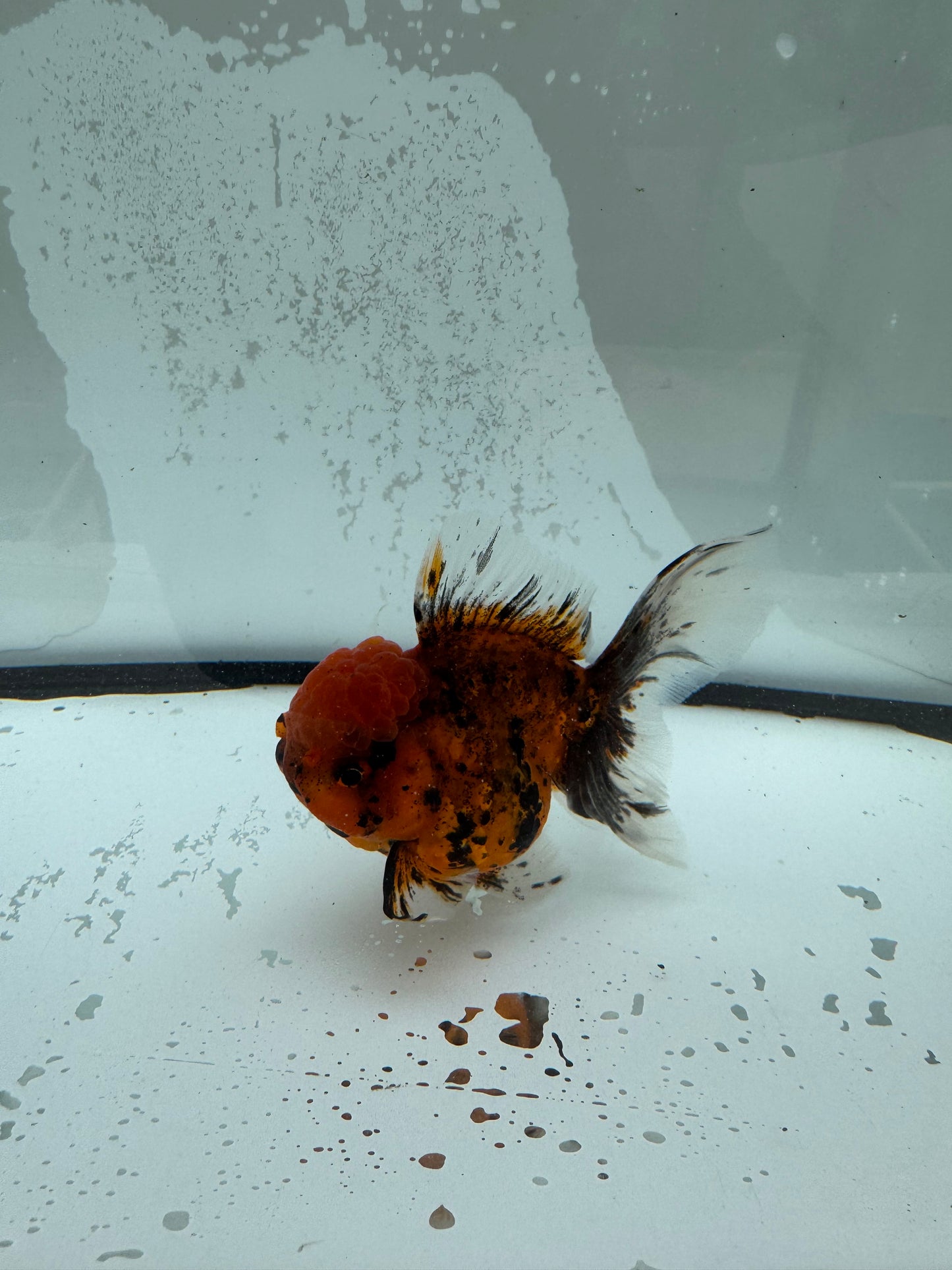 Red tiger Oranda. WVF1123