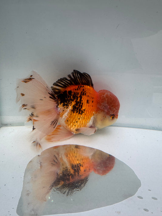 Tricolour Oranda. WVF291