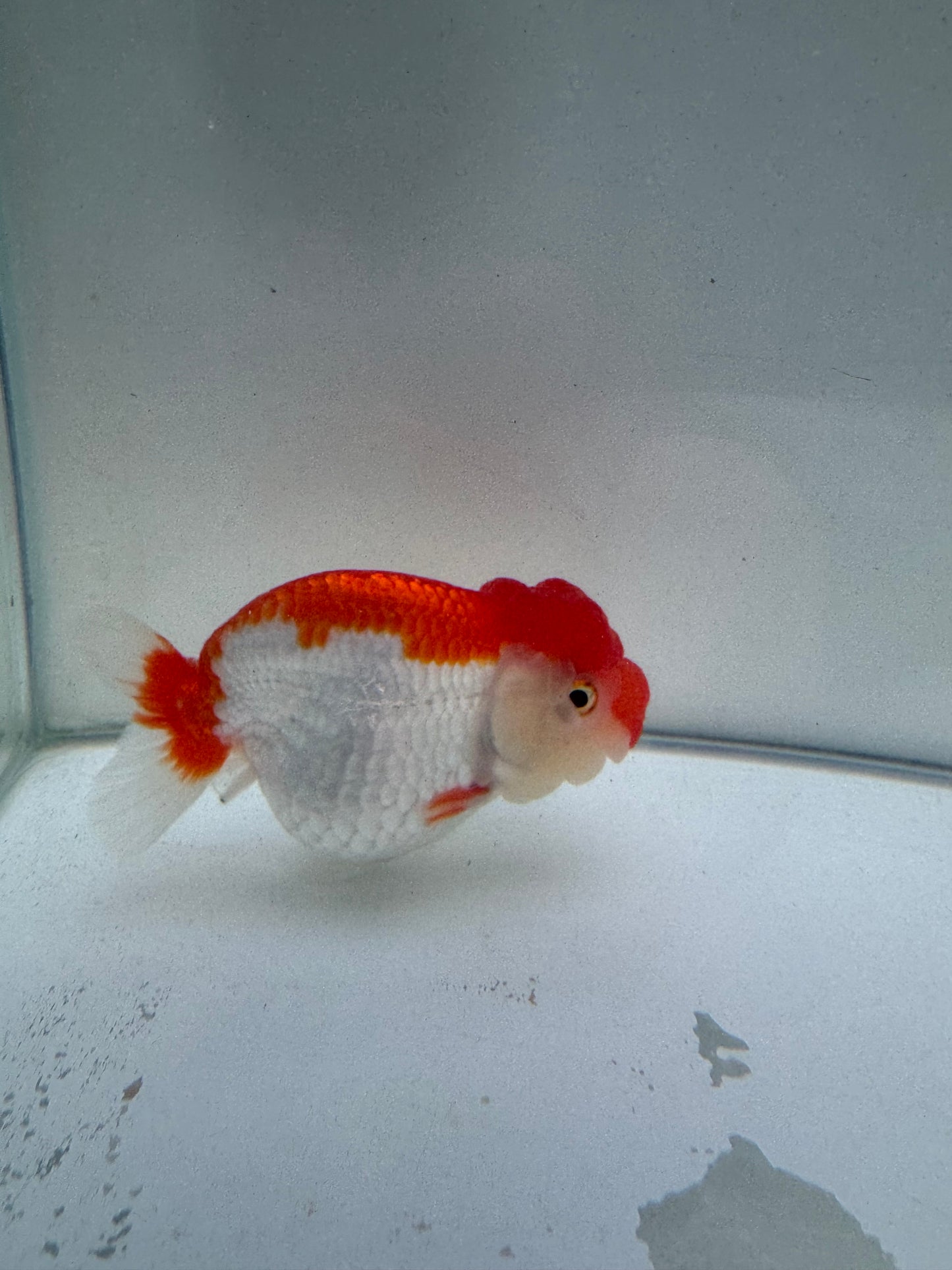 Red&white hybrid buffalo ranchu. WVF093