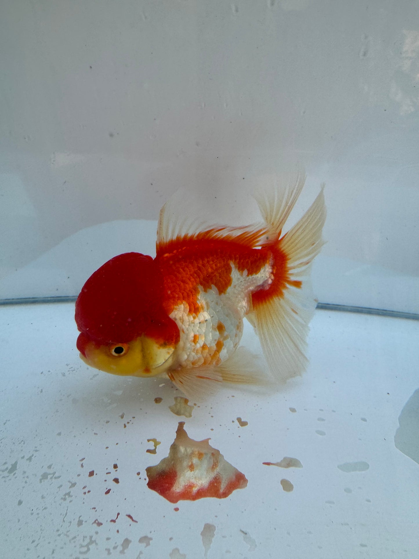 Red&White Oranda. WVF066