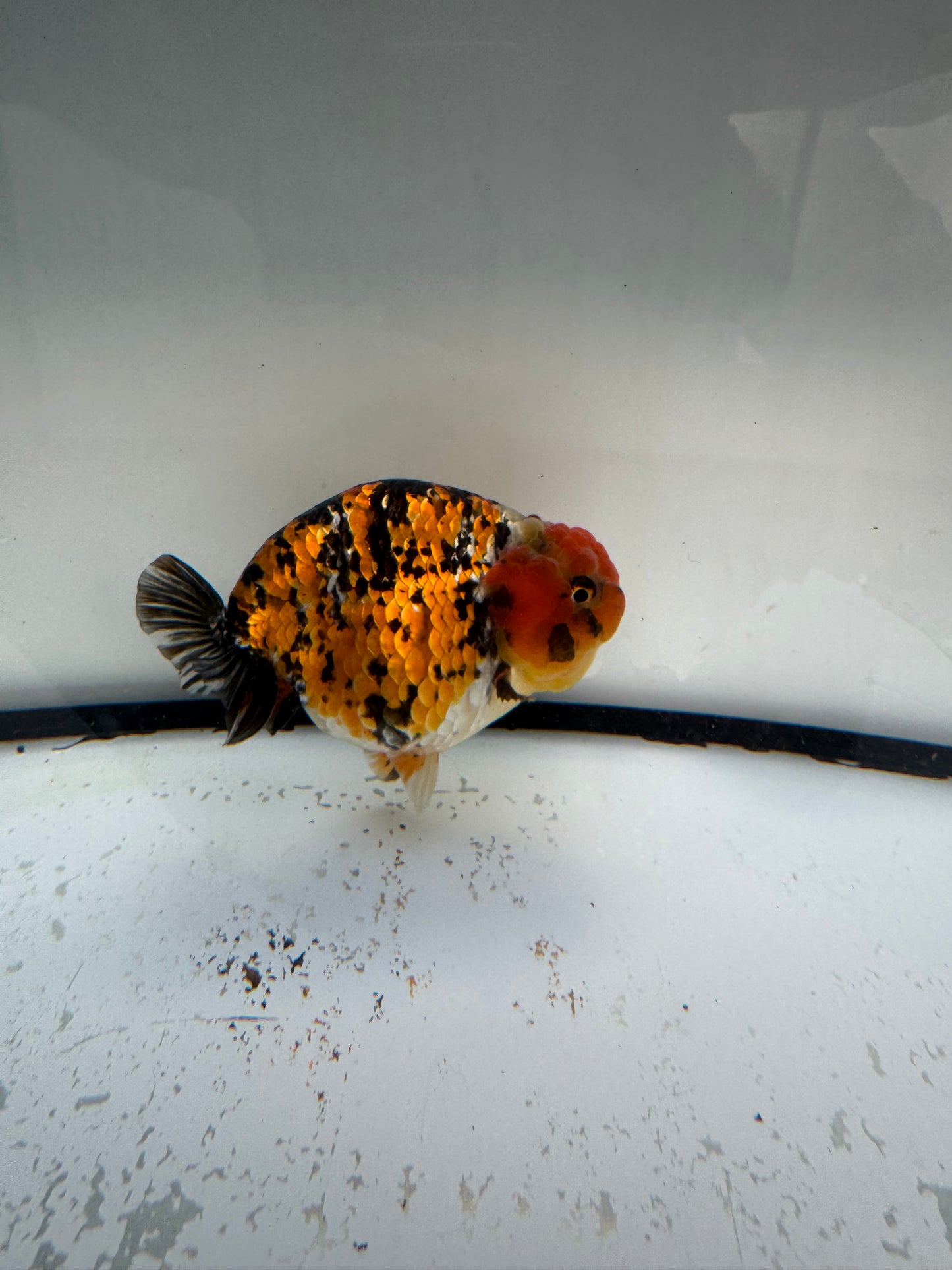 Metalic calico Ranchu. WVF1071