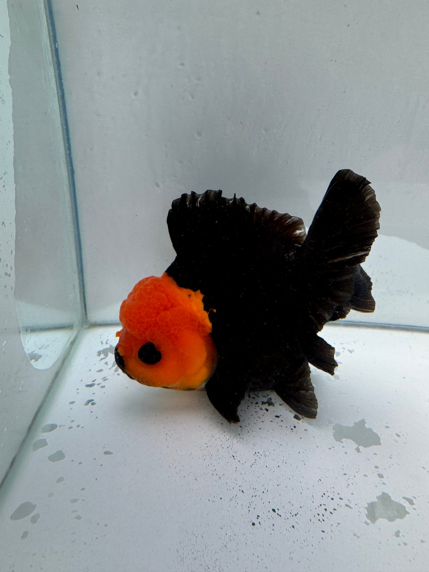 Apache short tail Oranda. WVF023