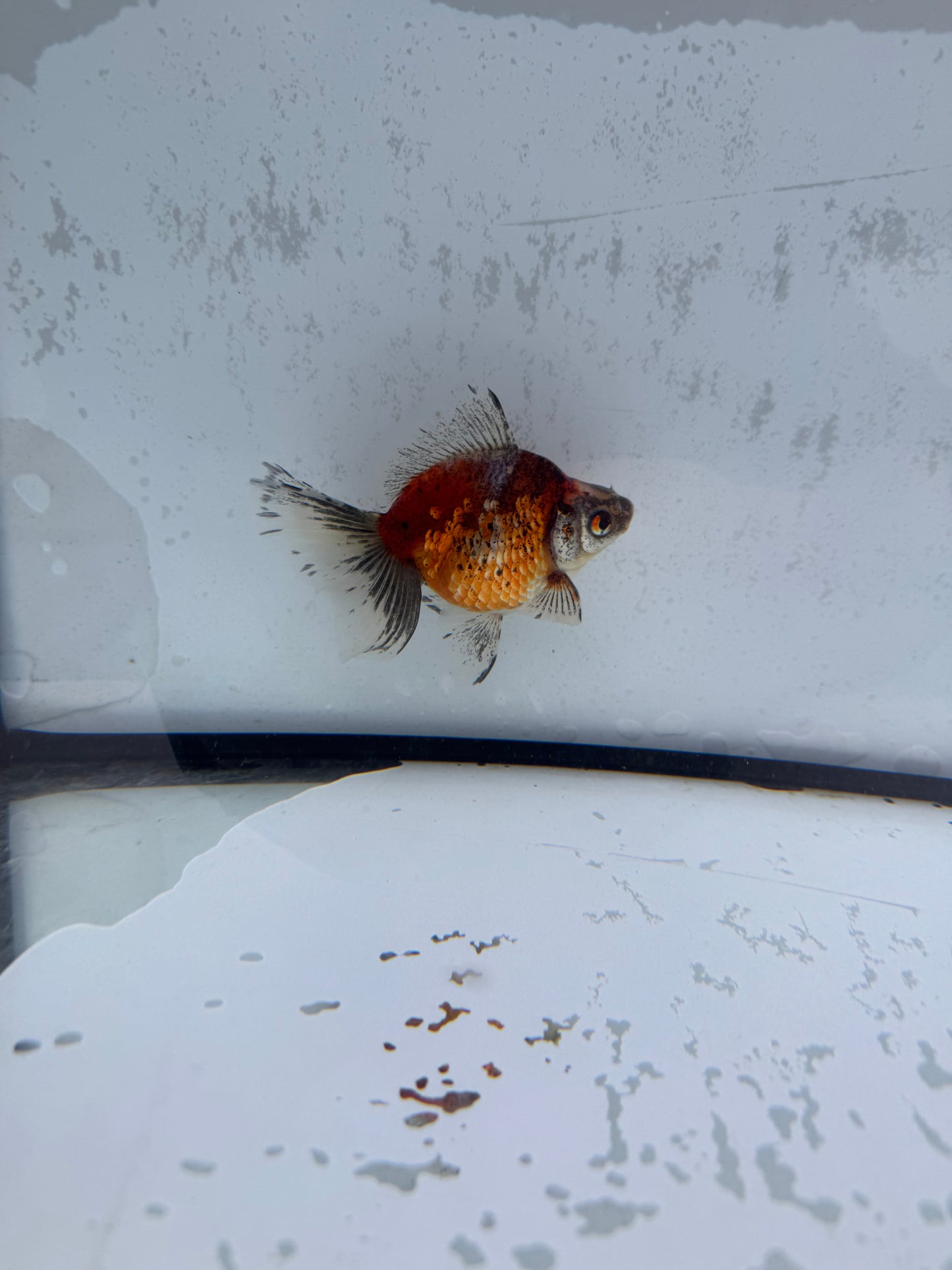 Calico broadtail Ryukin. WVF571