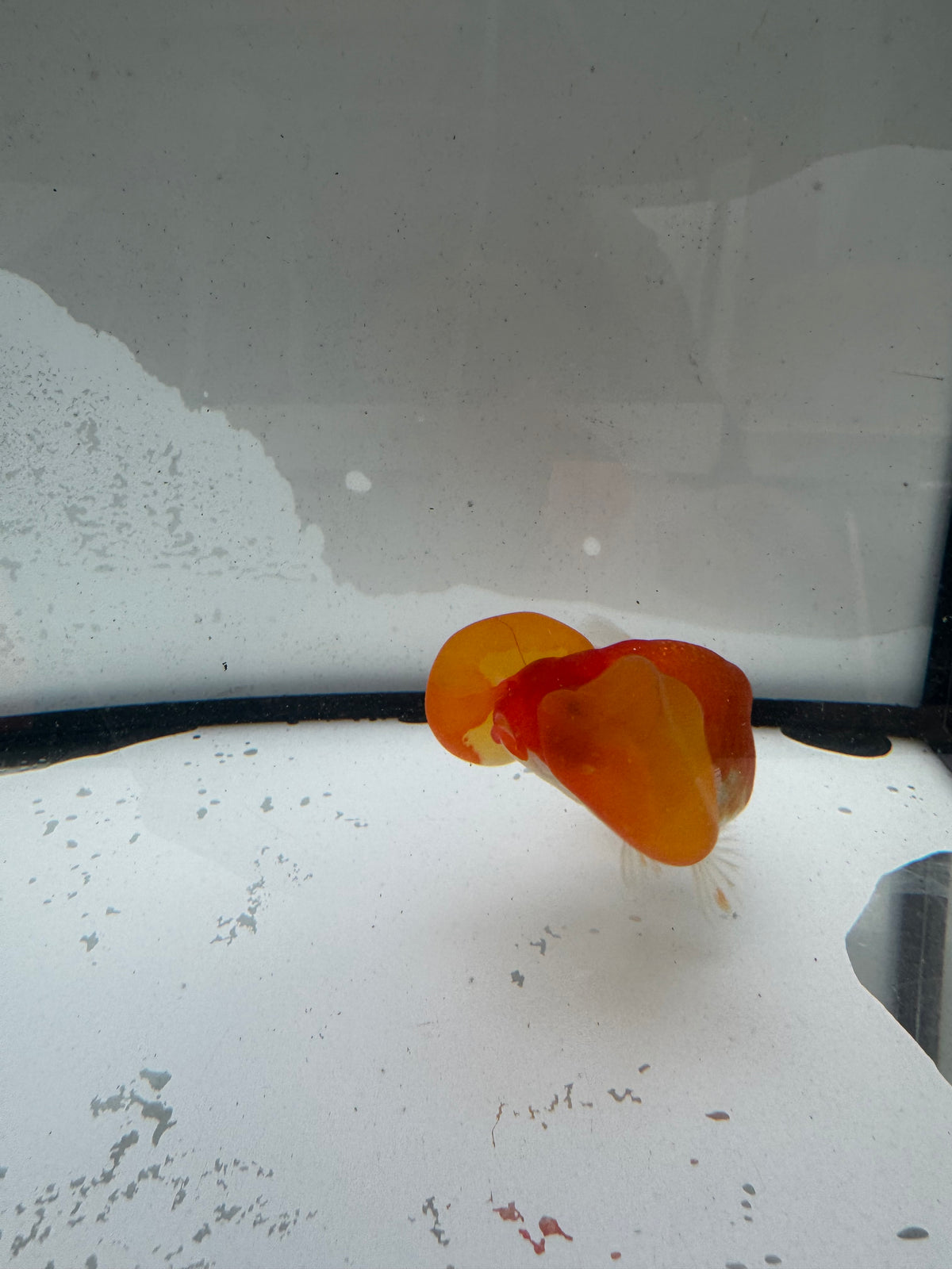 Red&white bubble eye.  WVF1172