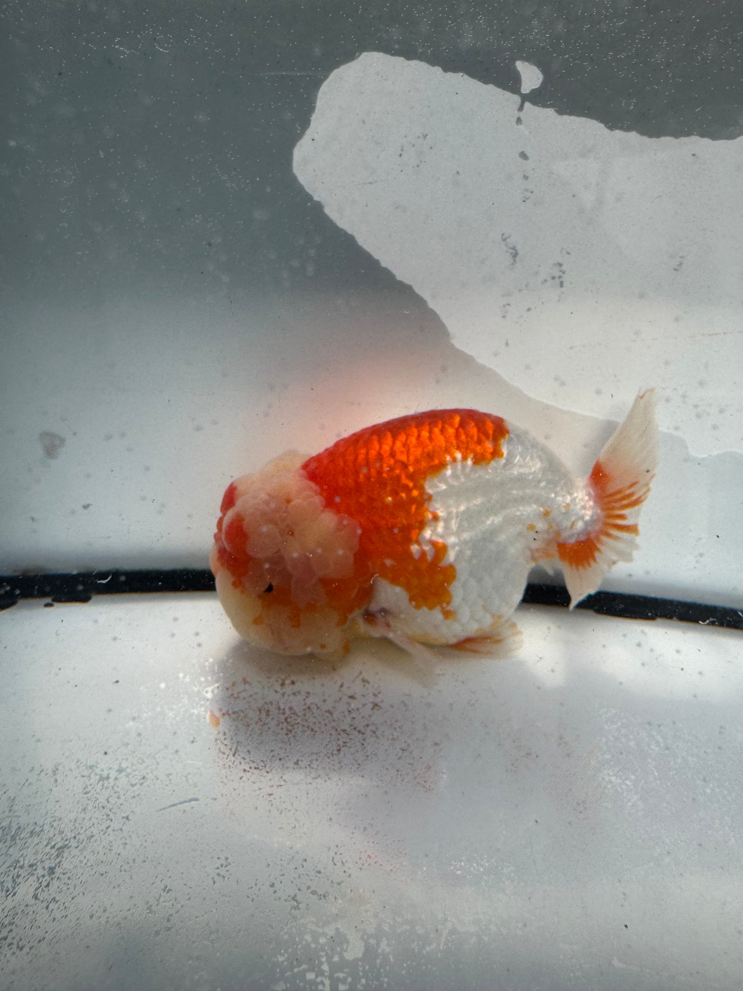 Red&white Ranchu. WVF1126