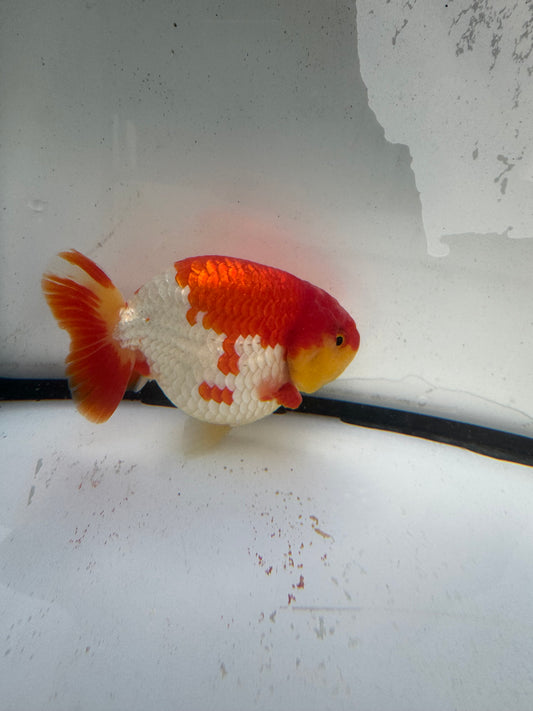 Red&white Ranchu. WVF1218