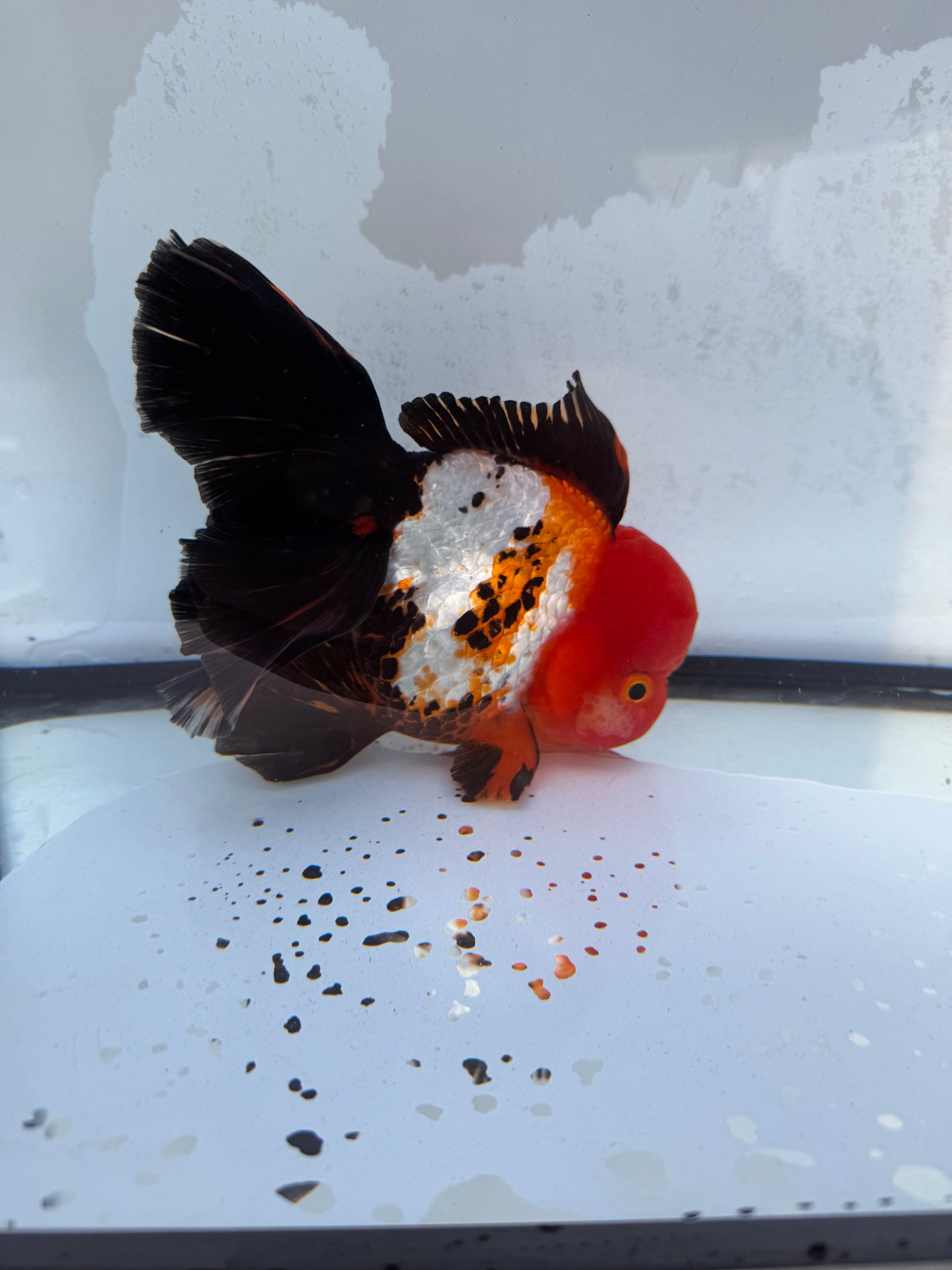 Tricolour Oranda. WVF404