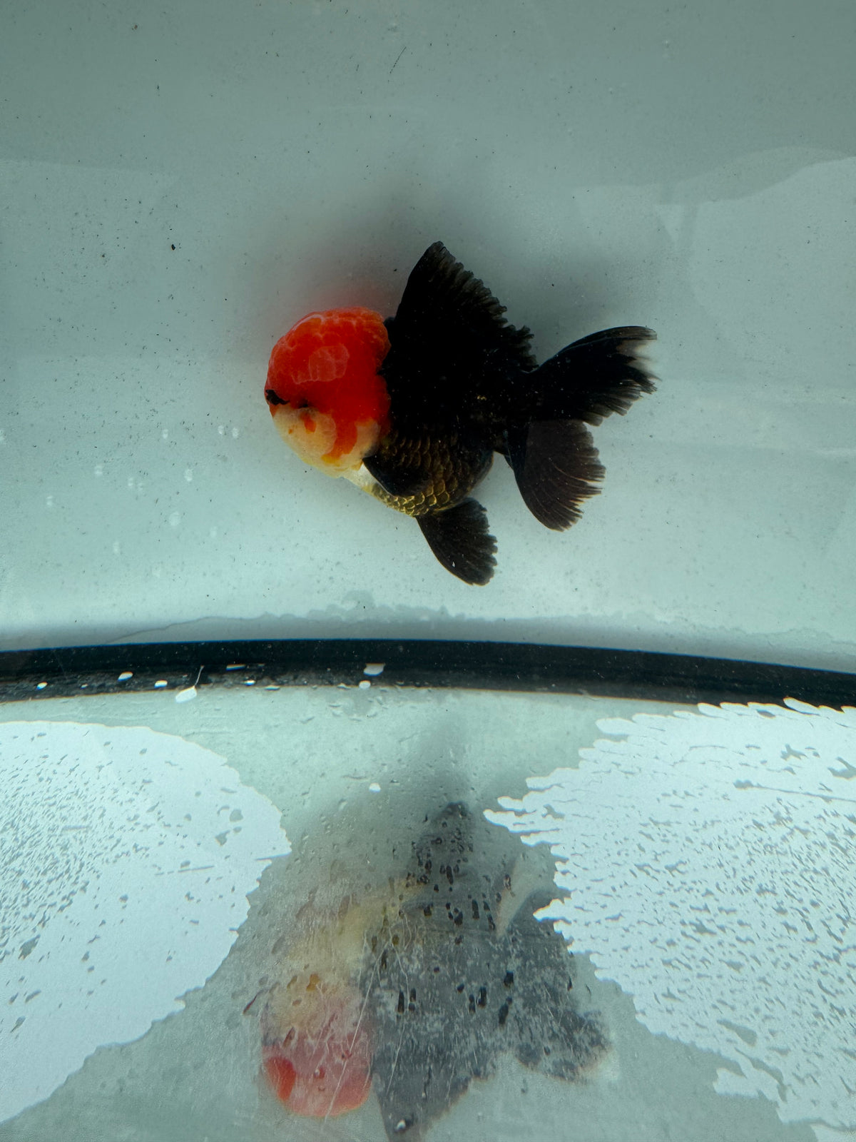 Redhead  black Oranda. WVF1166