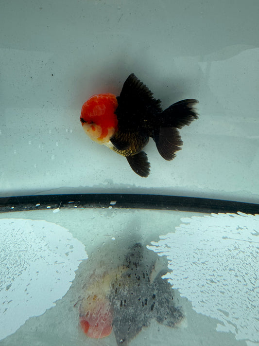 Redhead  black Oranda. WVF1166