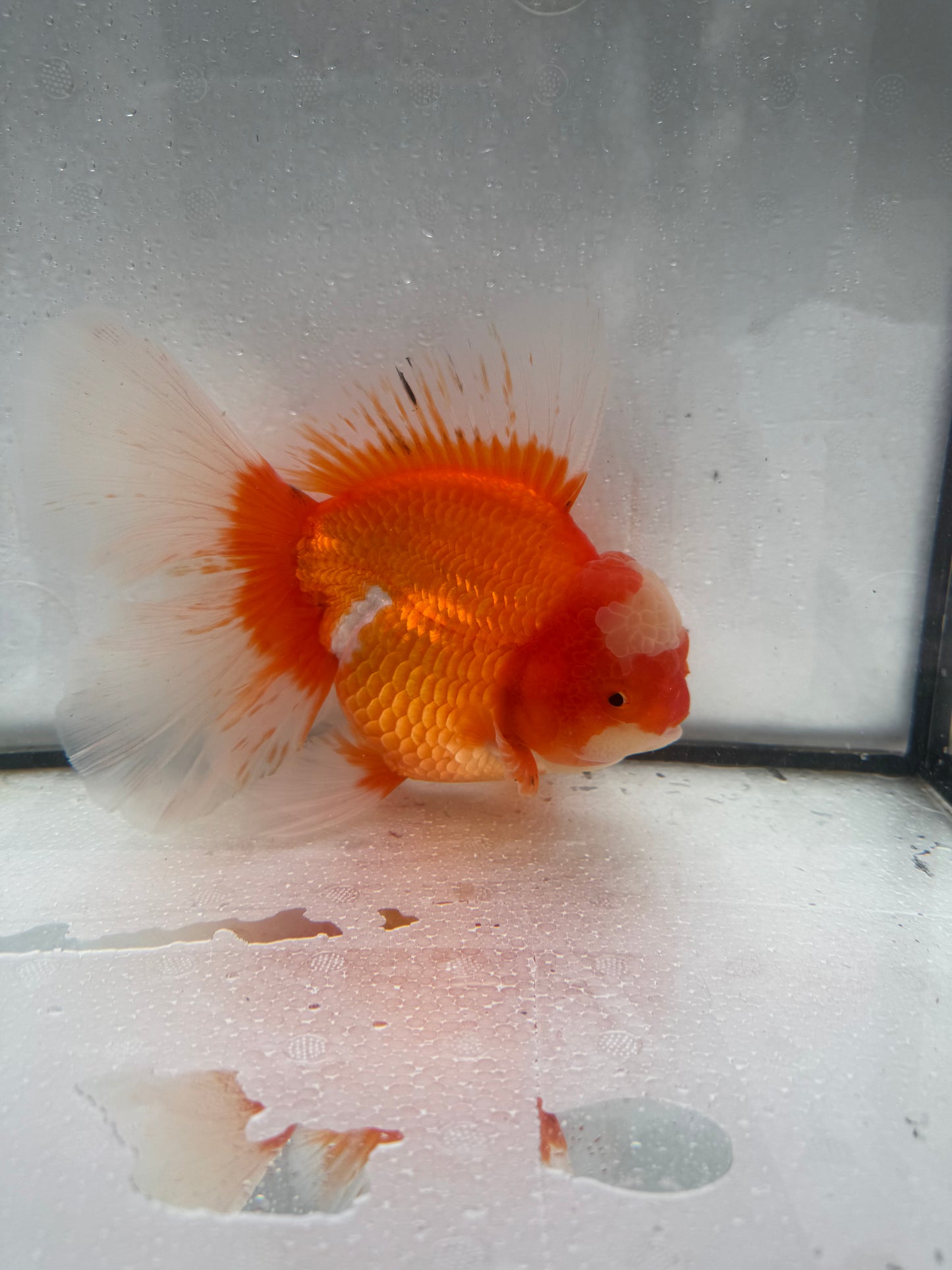 Red&white Oranda. WVF426