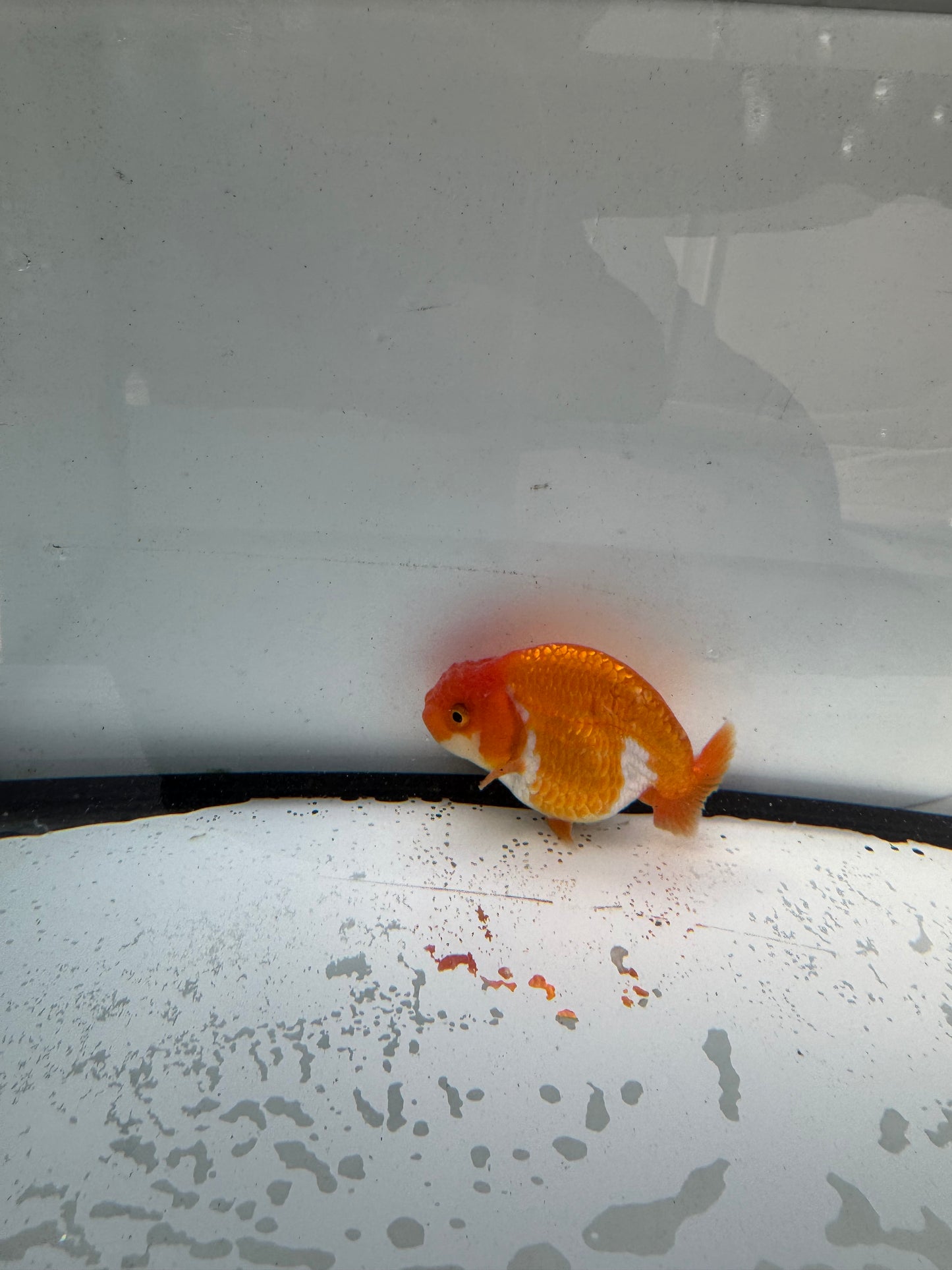 Red&white Ranchu. WVF729