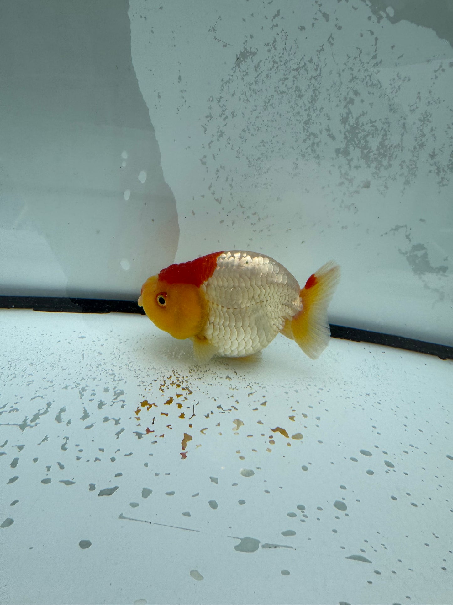Red&white Ranchu. WVF1110