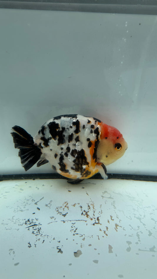 Calico Ranchu. WVF958