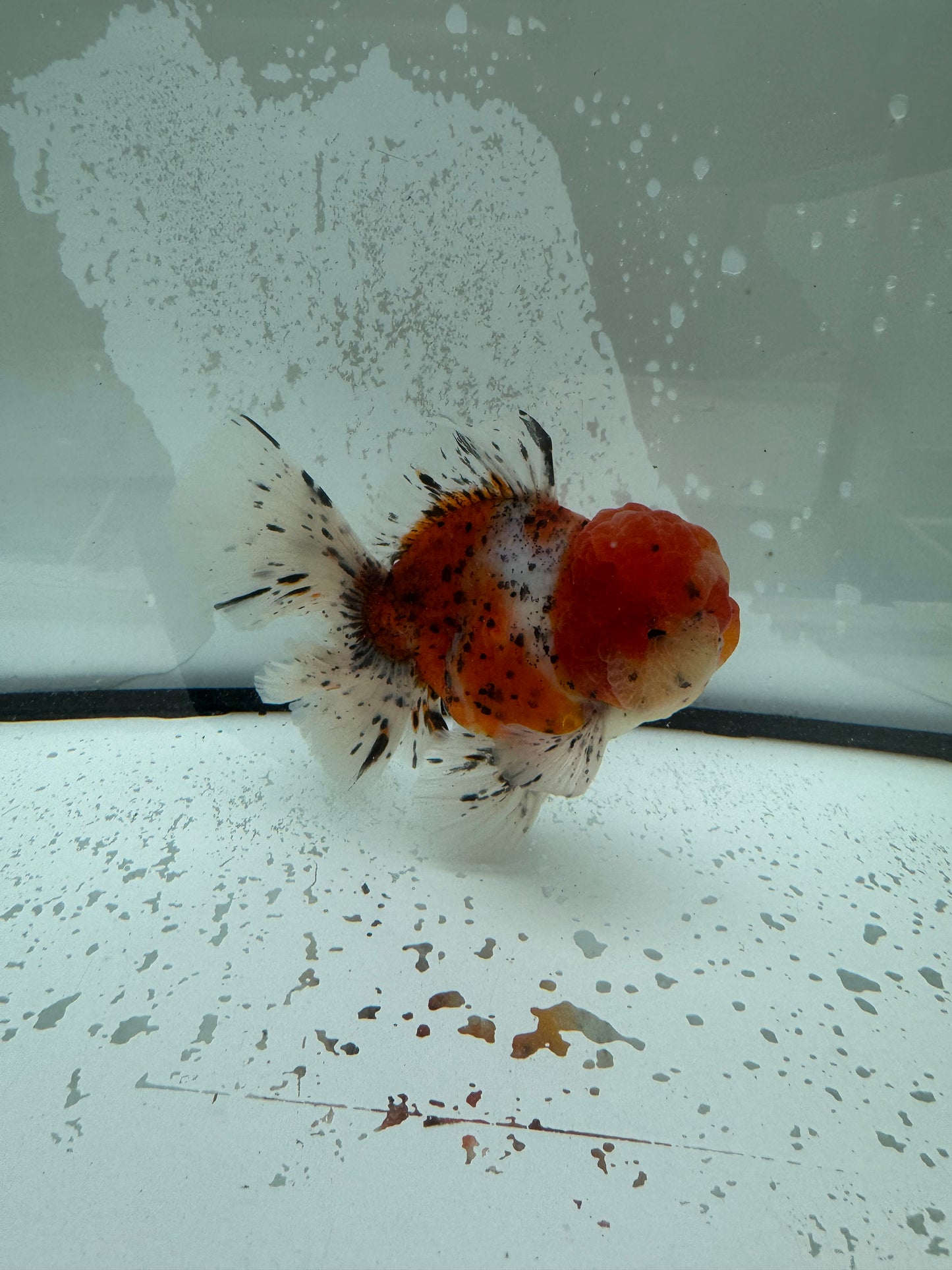Calico Oranda. WVF1116