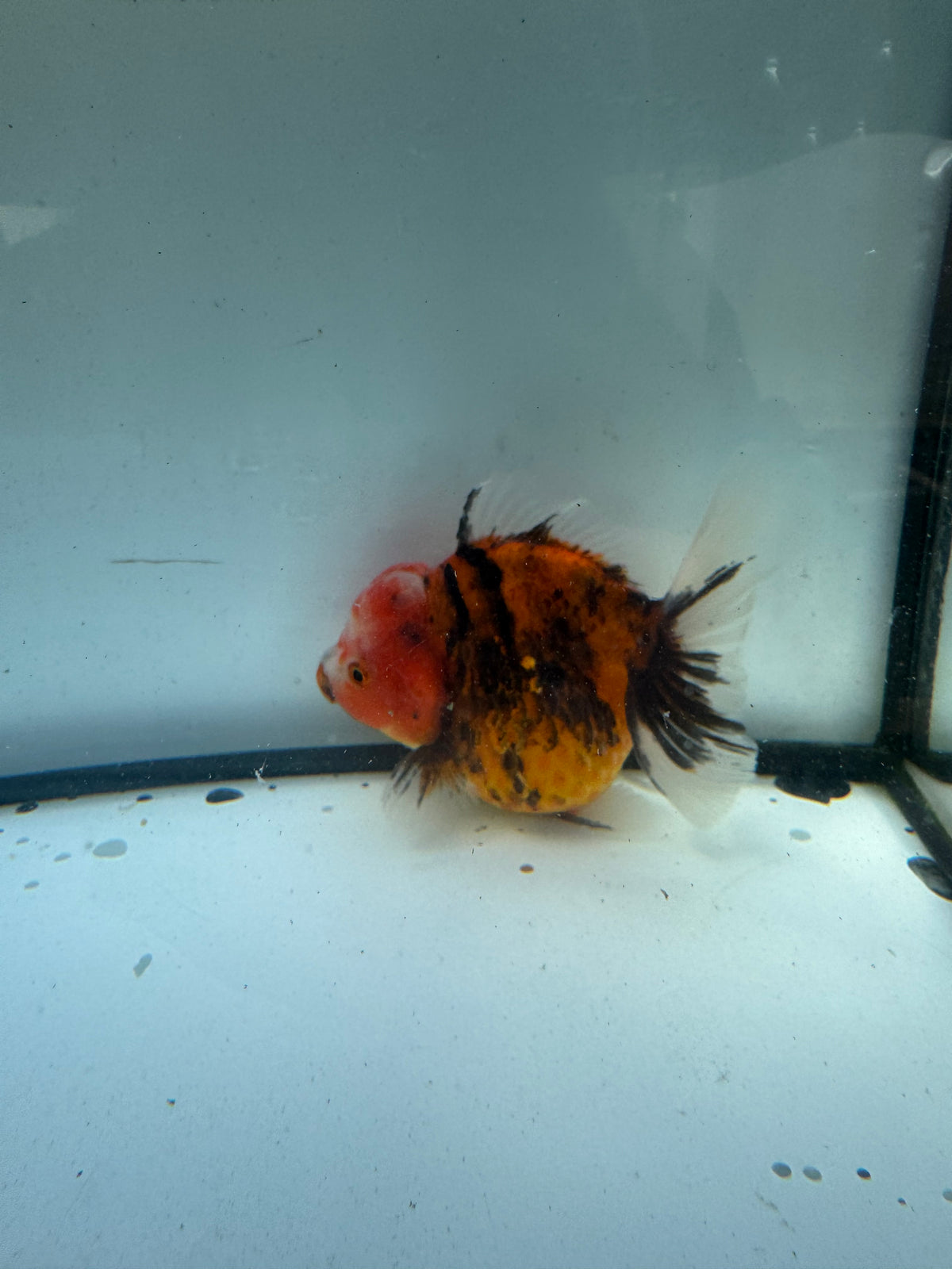 Red tiger Oranda. WVF1230