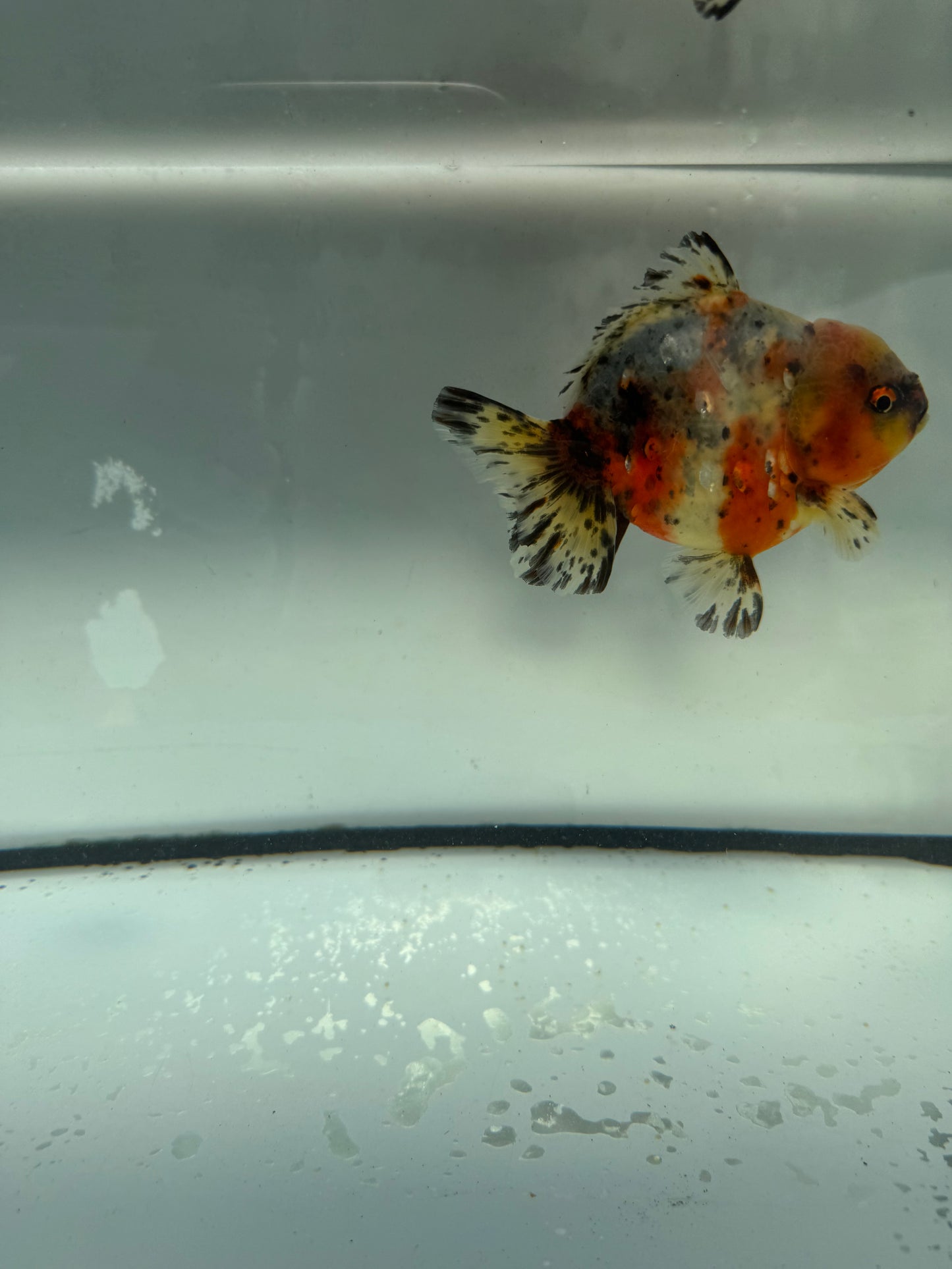 Calico short tail Oranda. WVF1057