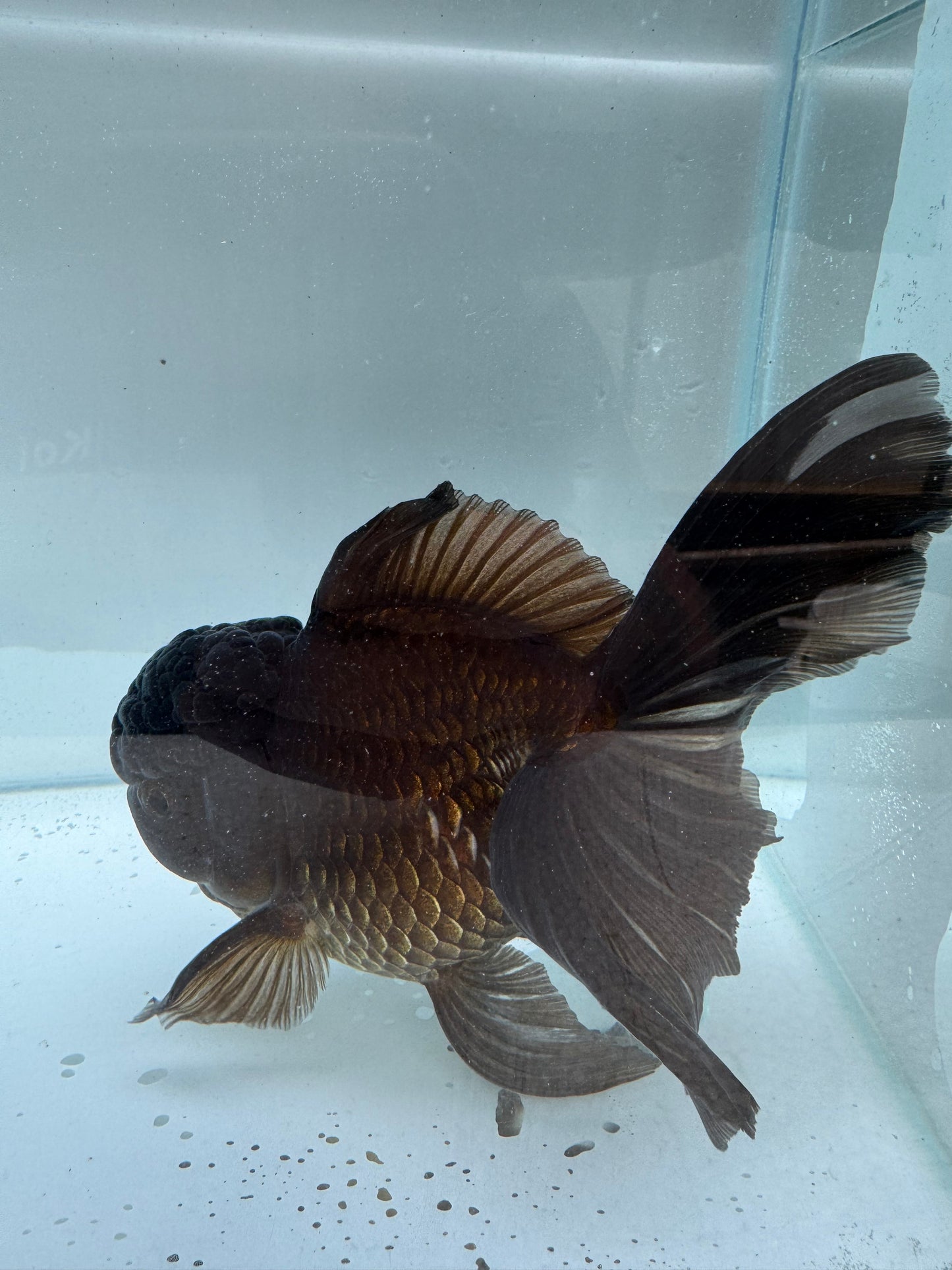 Bronze Oranda. WVF304
