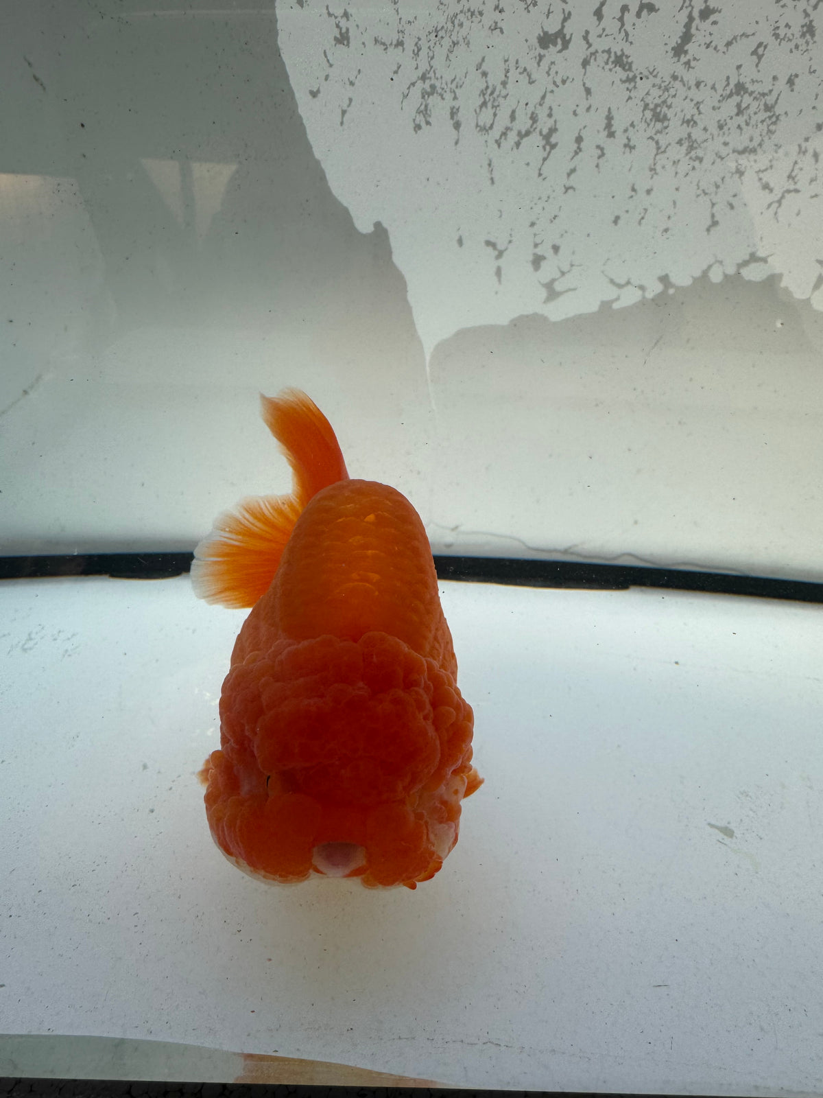 Red. Ranchu. WVF1112