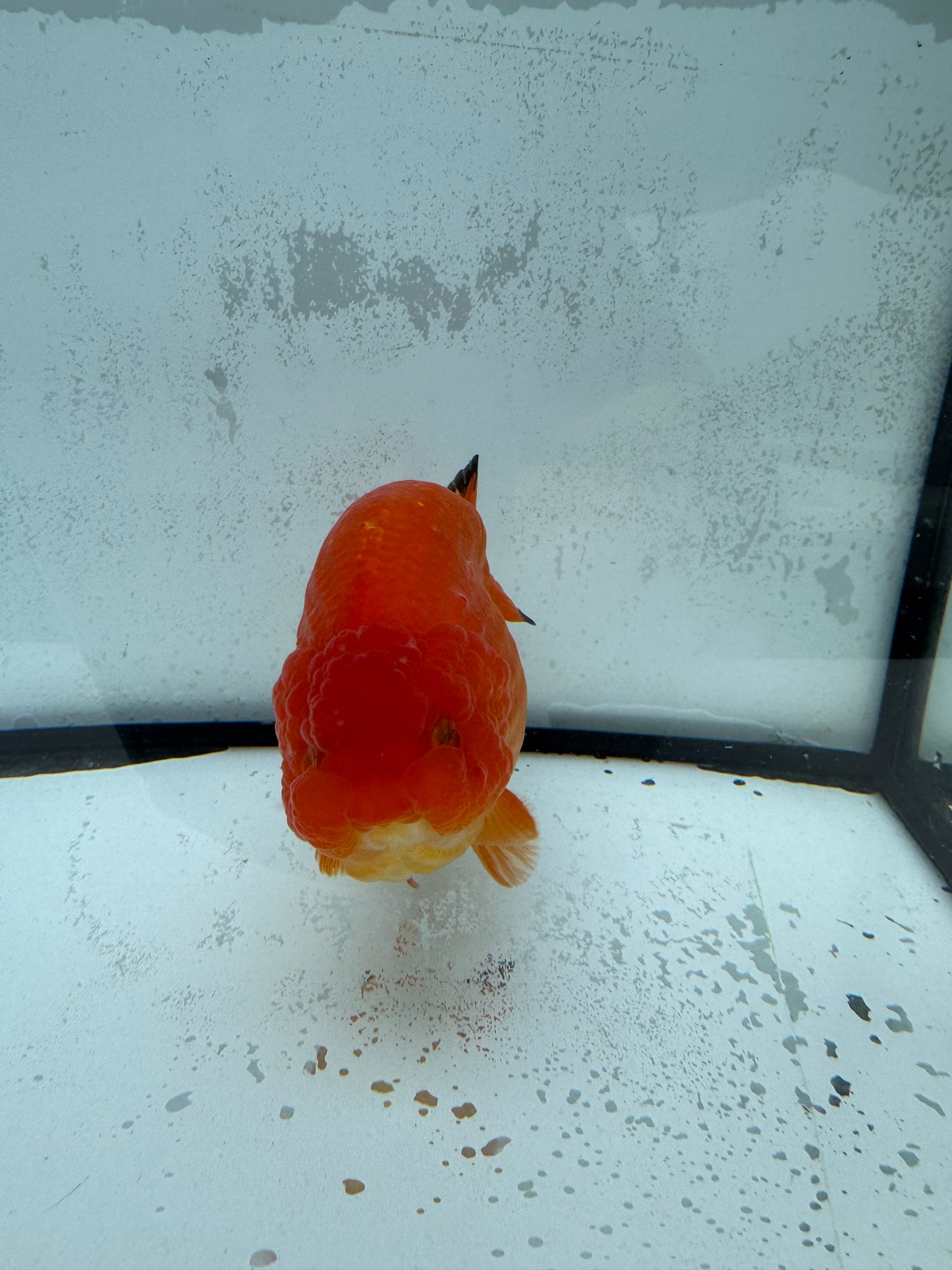 Red Ranchu. WVF439