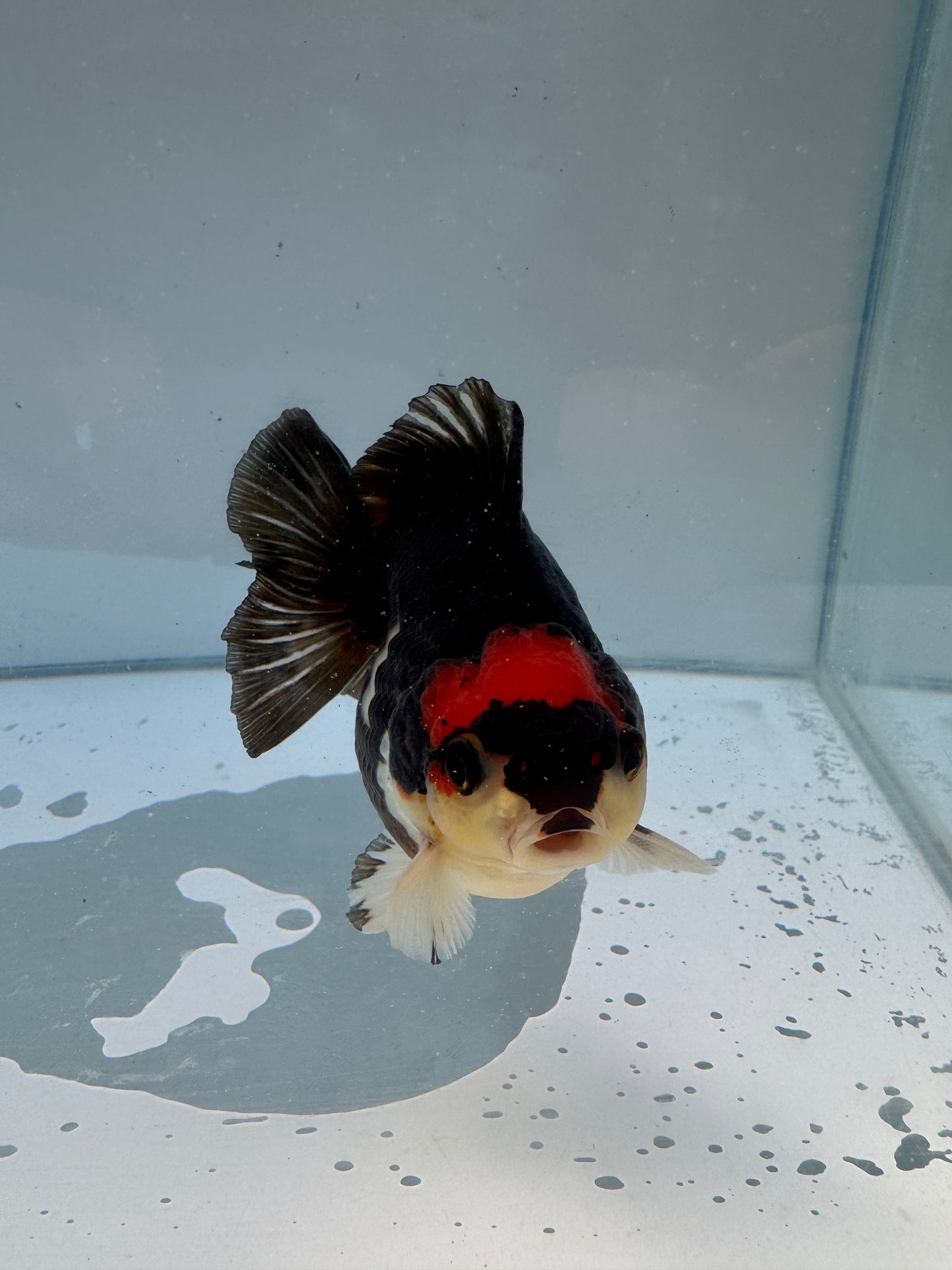 Triclour Oranda.  WVF051