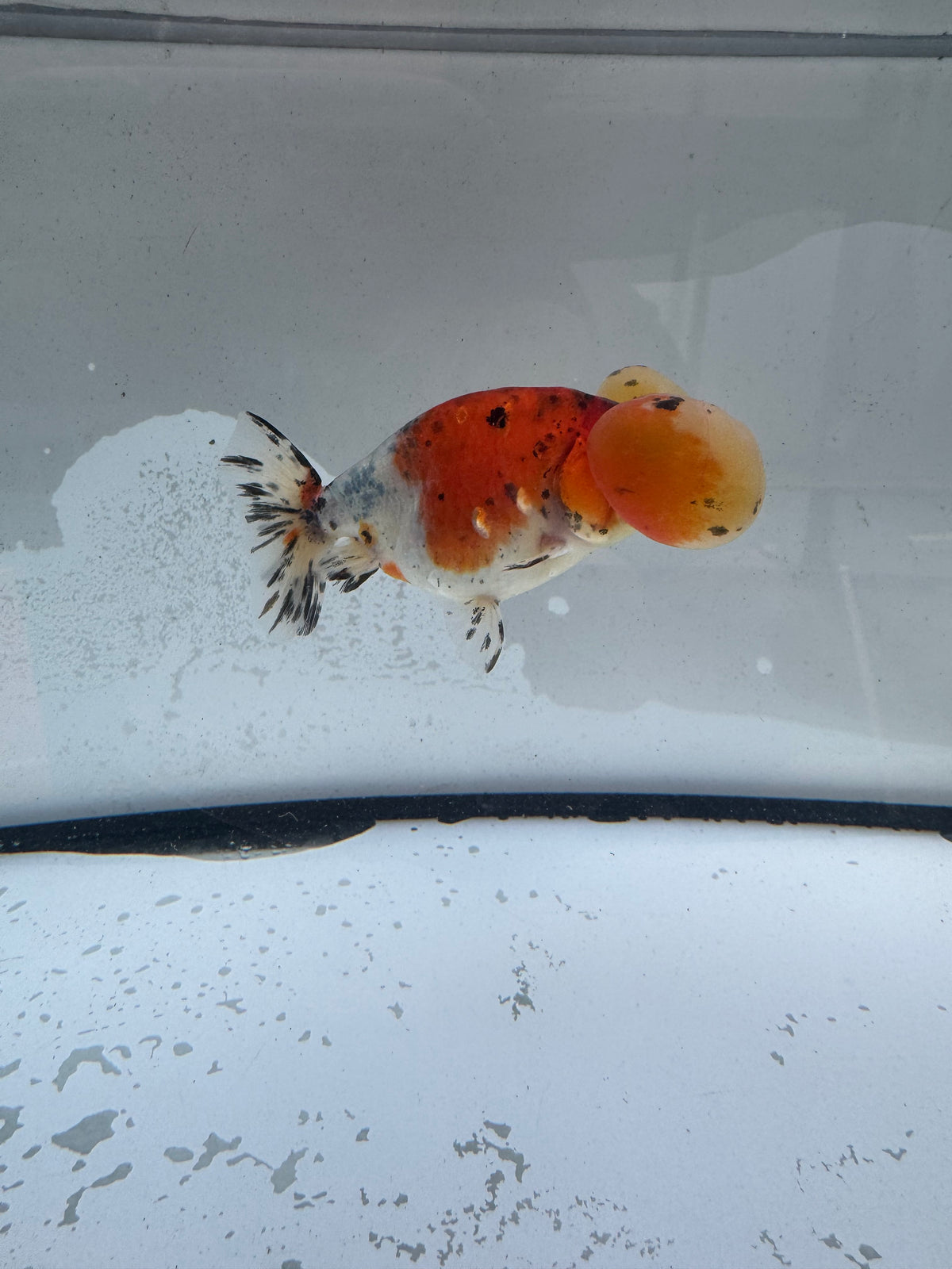 Calico bubble eye.  WVF1171