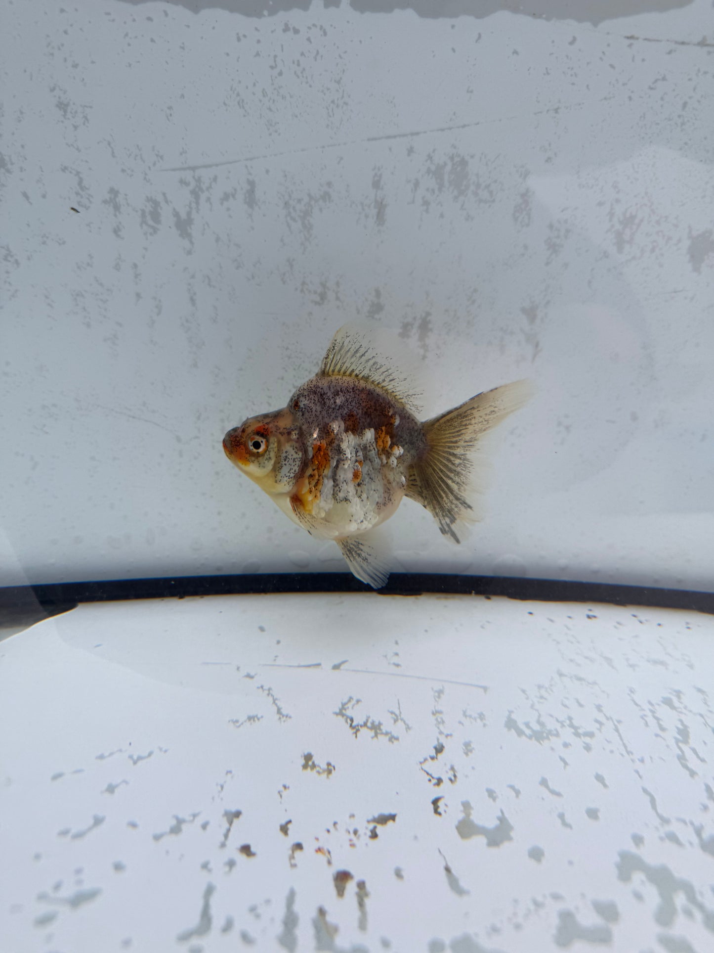 Kirin broadtail Ryukin. WVF575