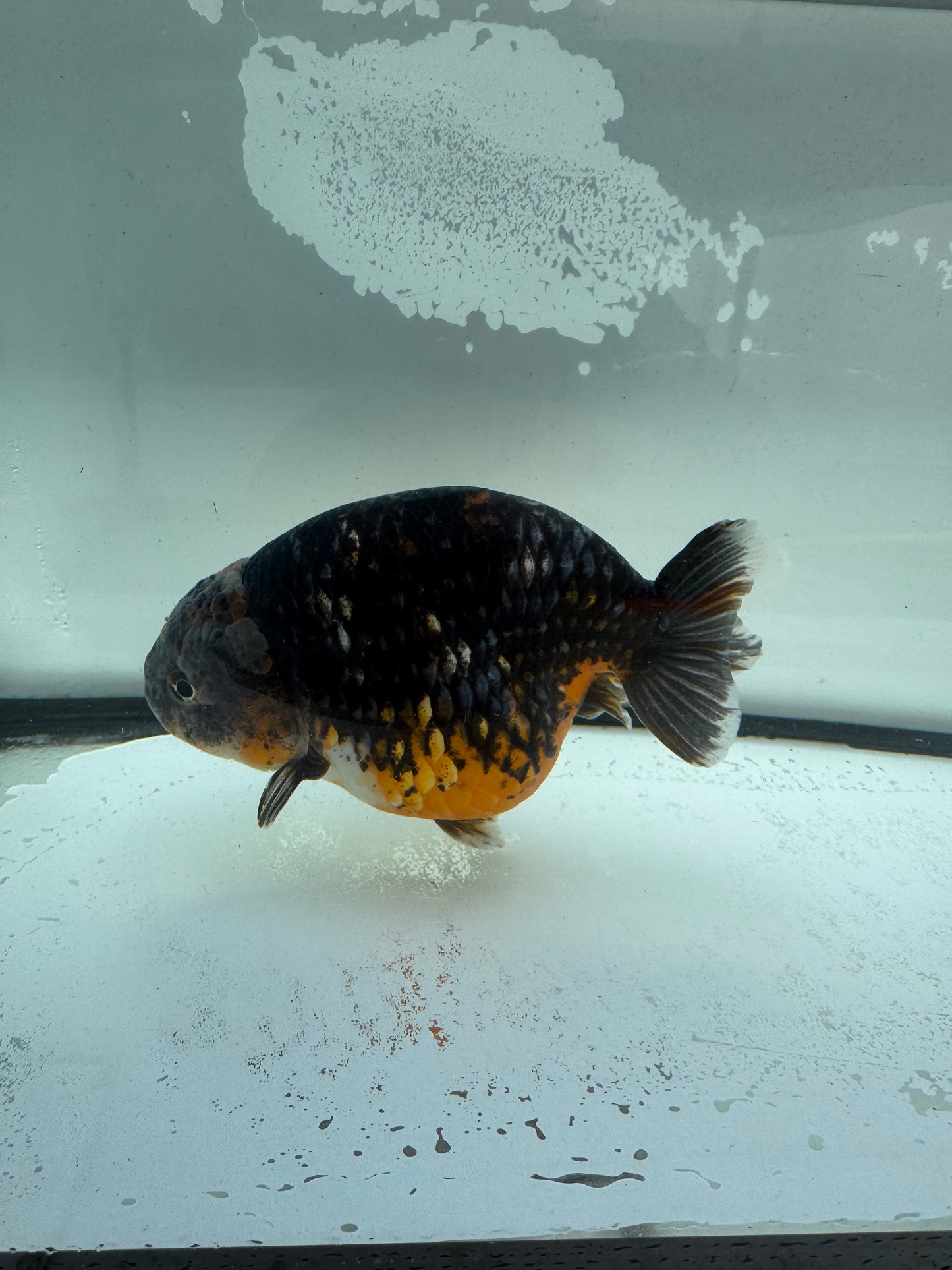 Kirin Ranchu.  WVF945