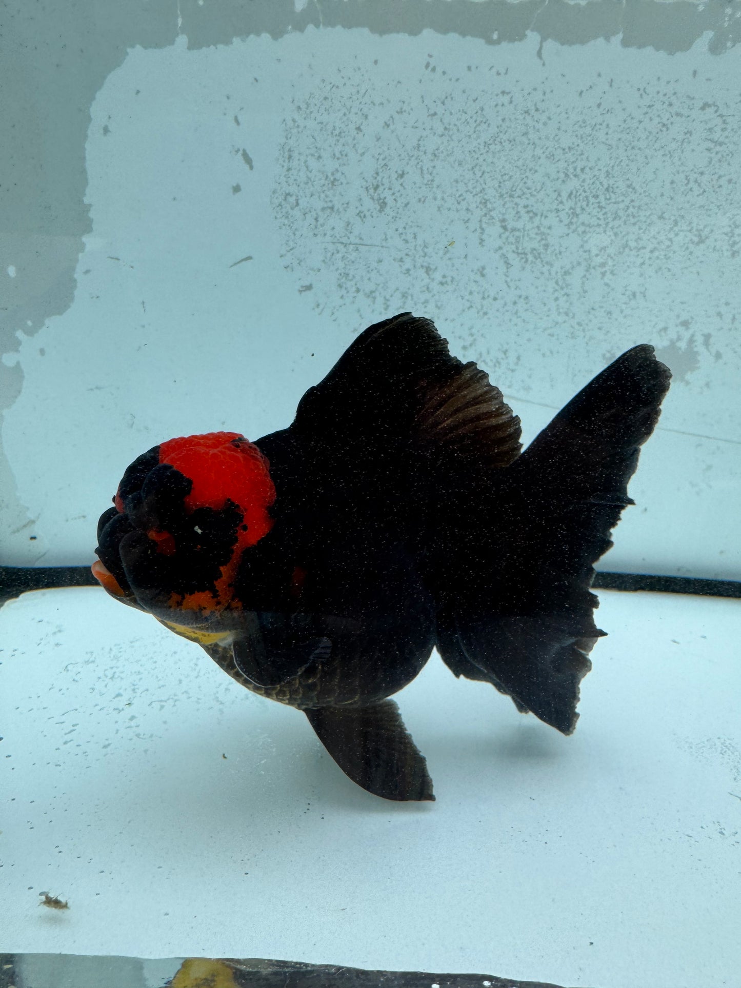 Redhead black Oranda. WVF1133