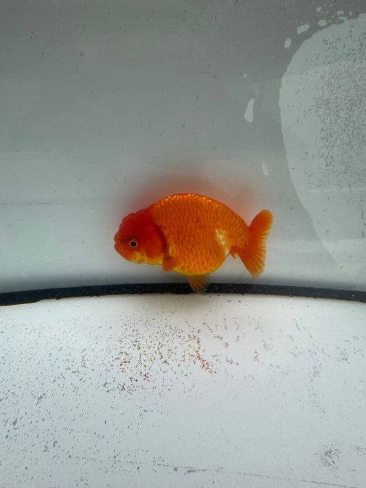 Red&white Ranchu WVF993