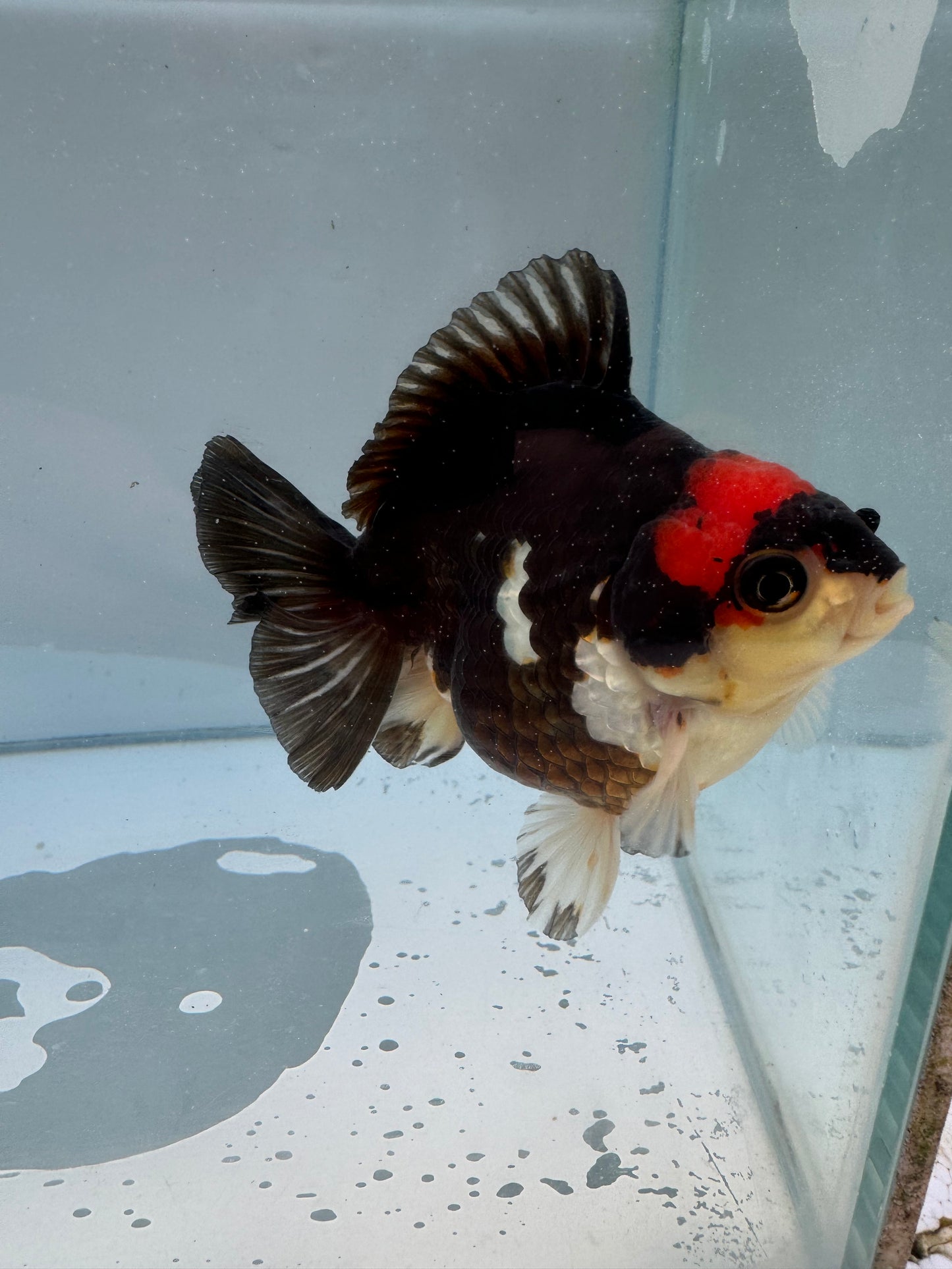 Triclour Oranda.  WVF051