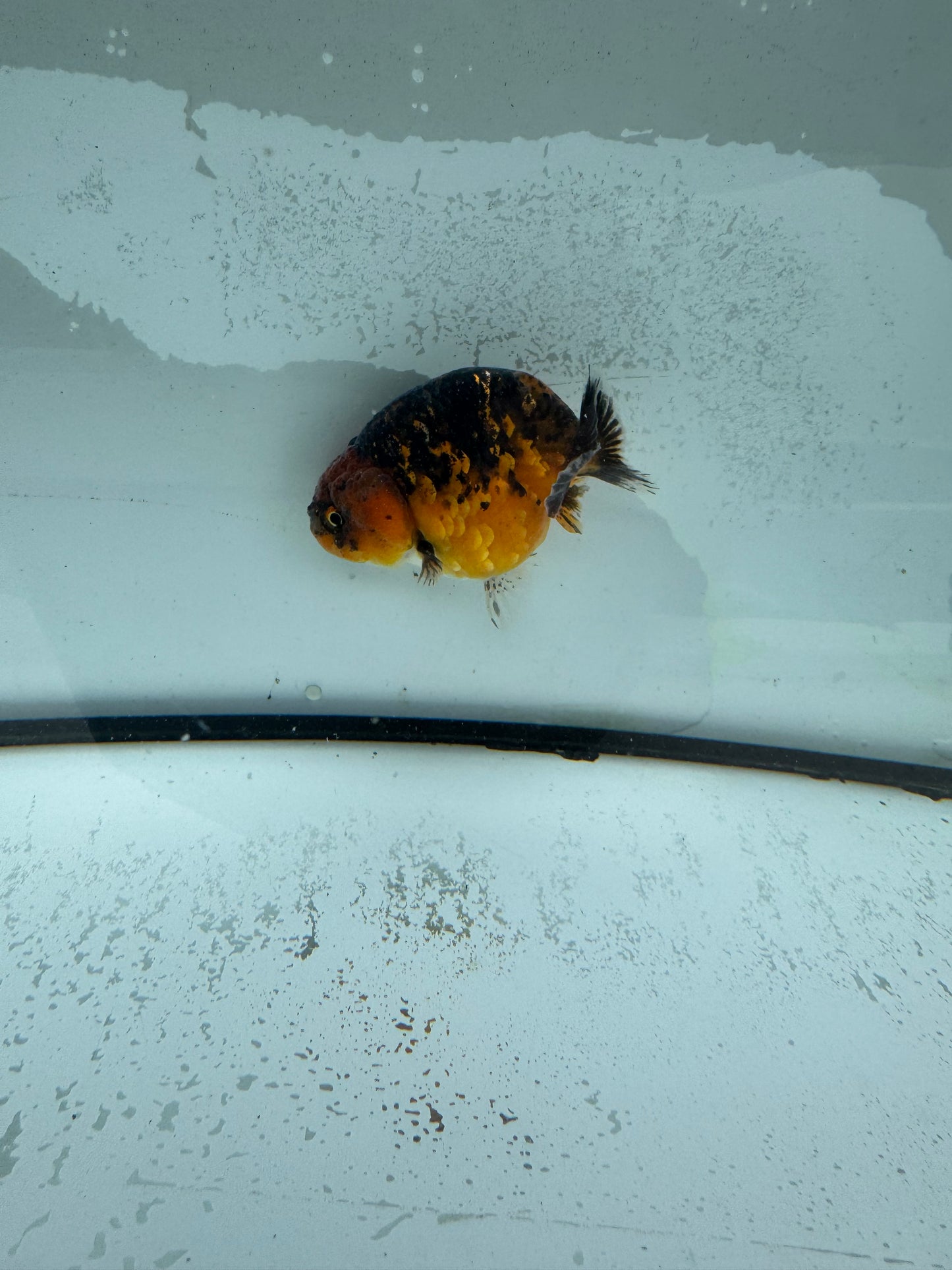 Kirin Ranchu. WVF981