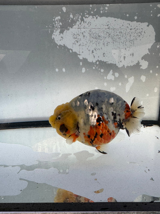 Calico Ranchu. WVF1234