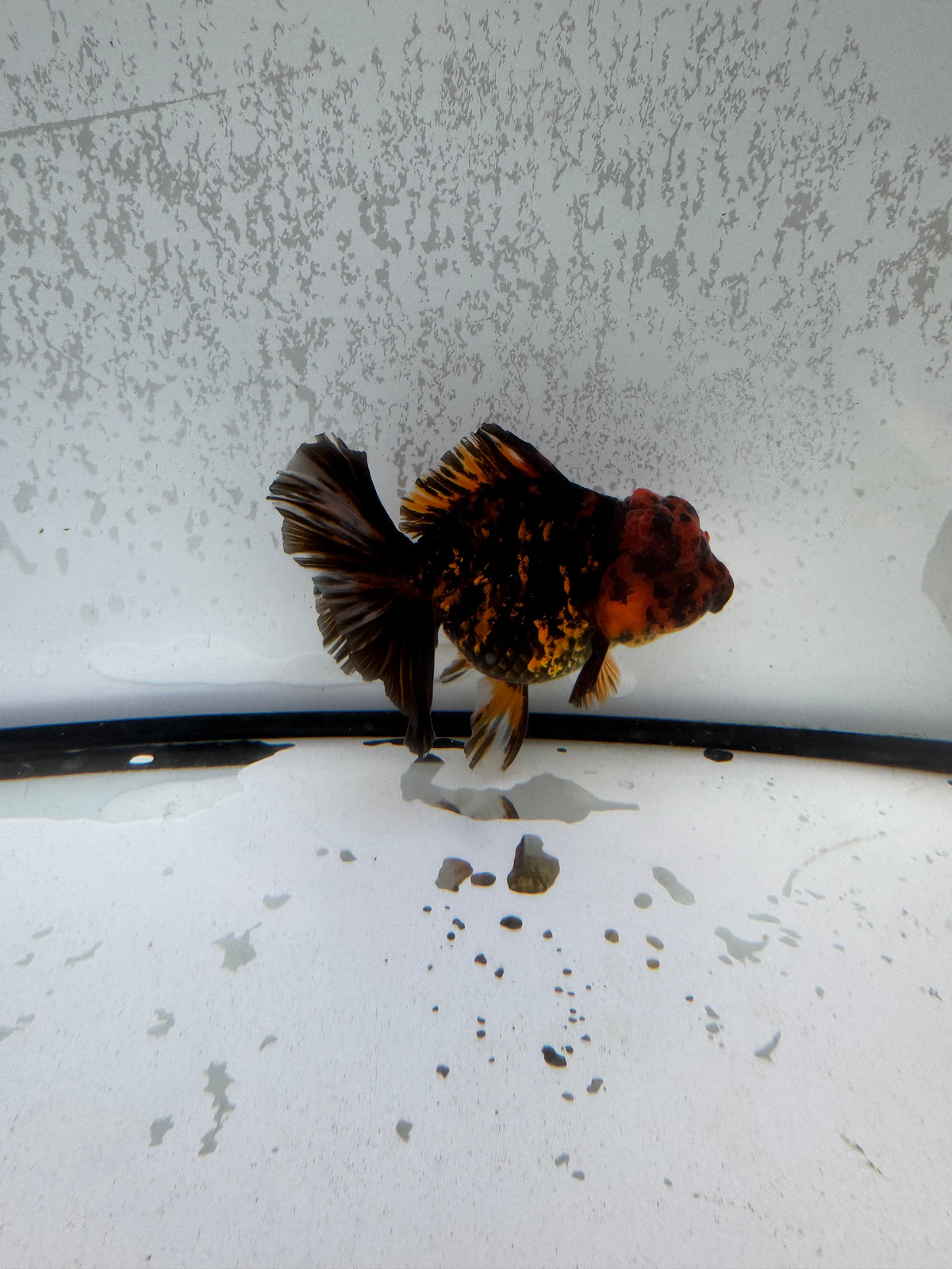 Red tiger Oranda.  WVF1251