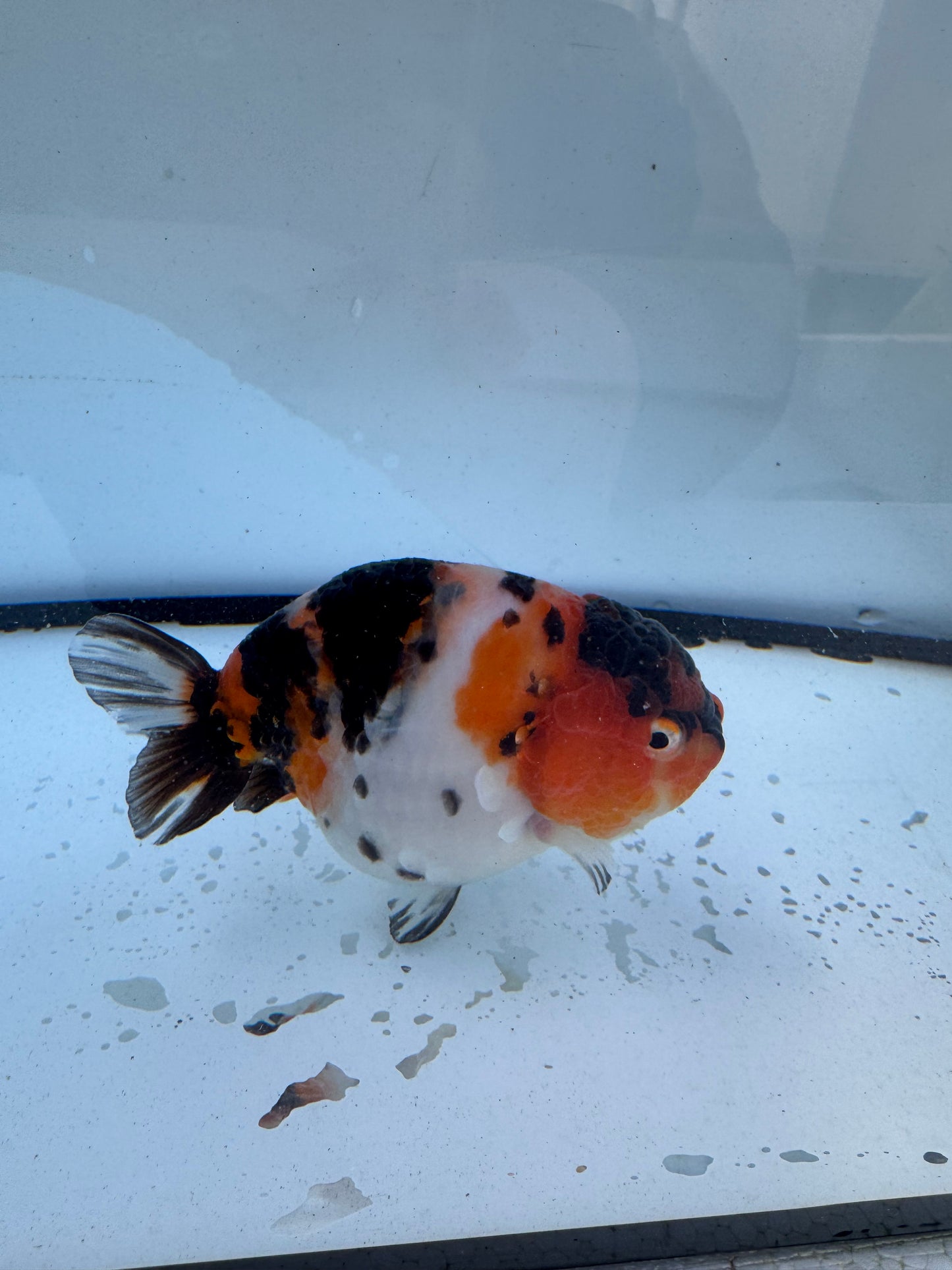 Calico Ranchu. WVF608