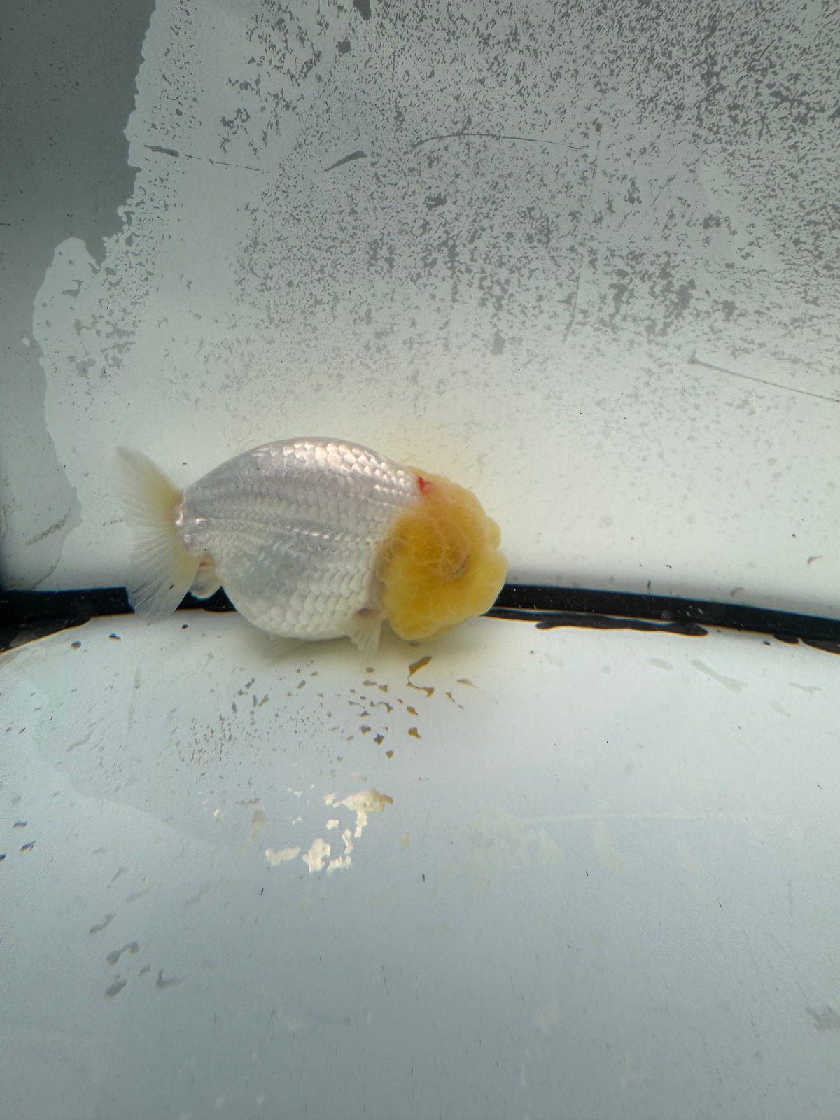 Dragonhead Ranchu. WVF1158