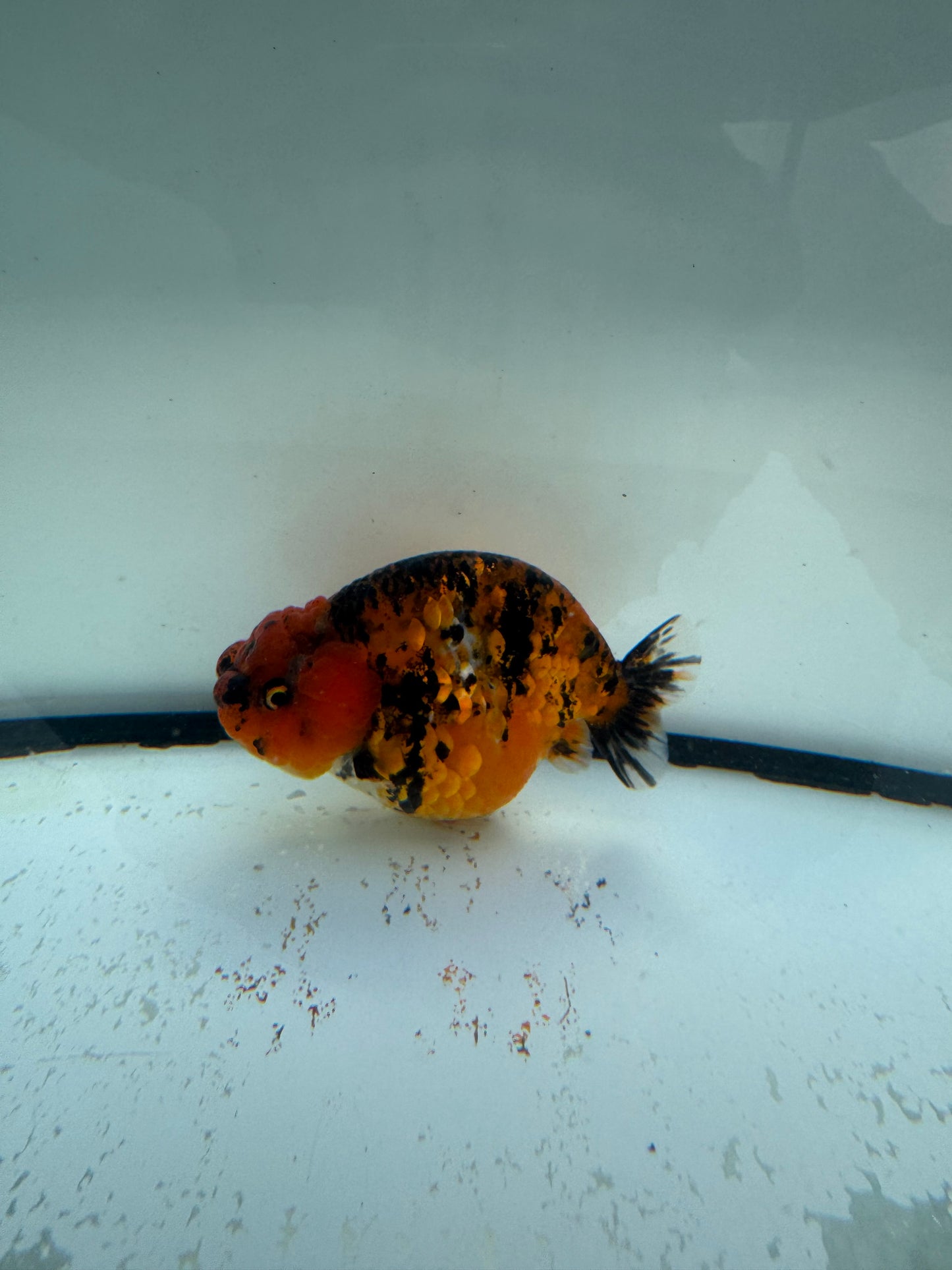 Red tiger ranchu.  WVF1072